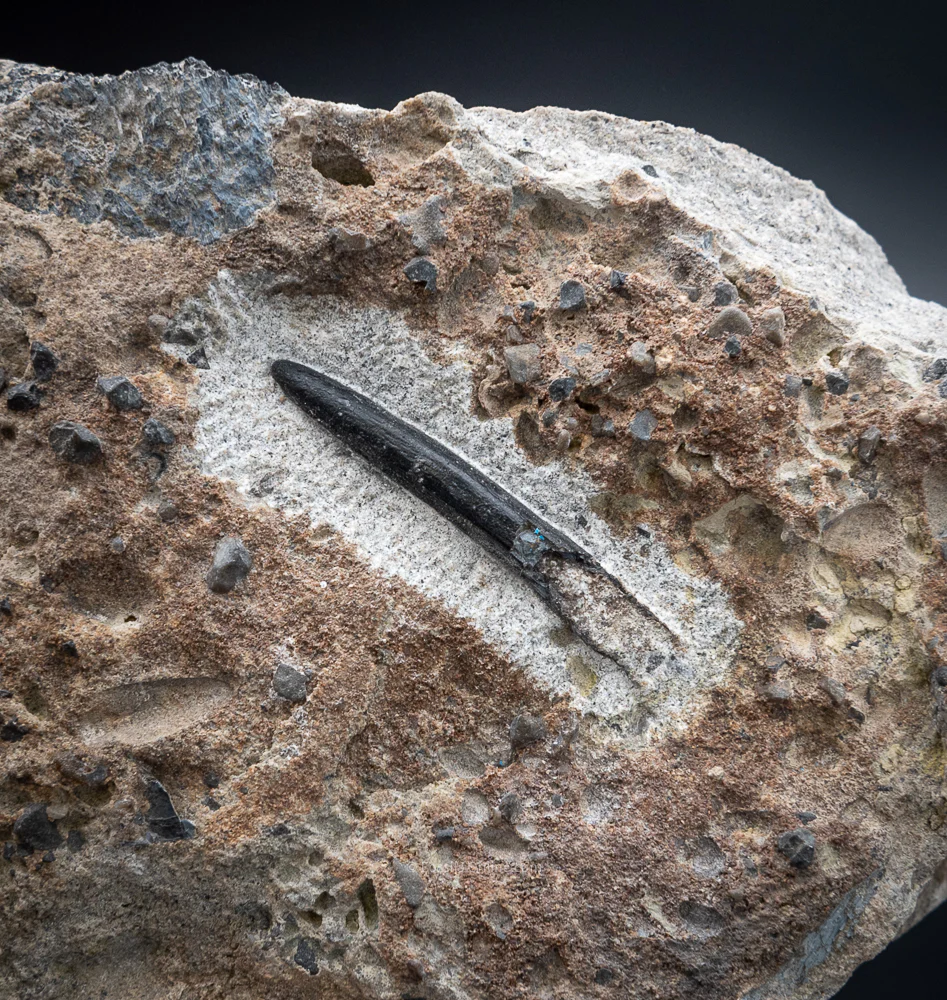 Diplodocus Dinosaur Tooth in Matrix - Image 3