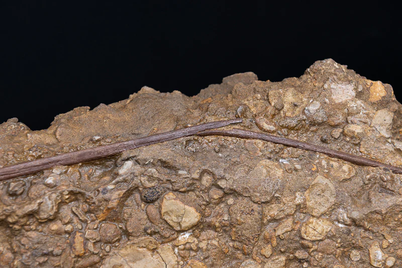 Edmontosaurus Tendons in Original Matrix - Image 3