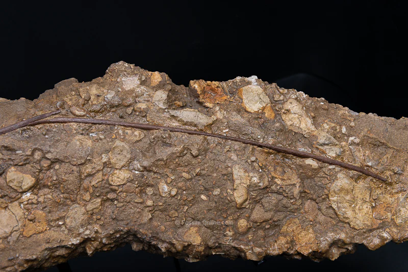 Edmontosaurus Tendons in Original Matrix - Image 4