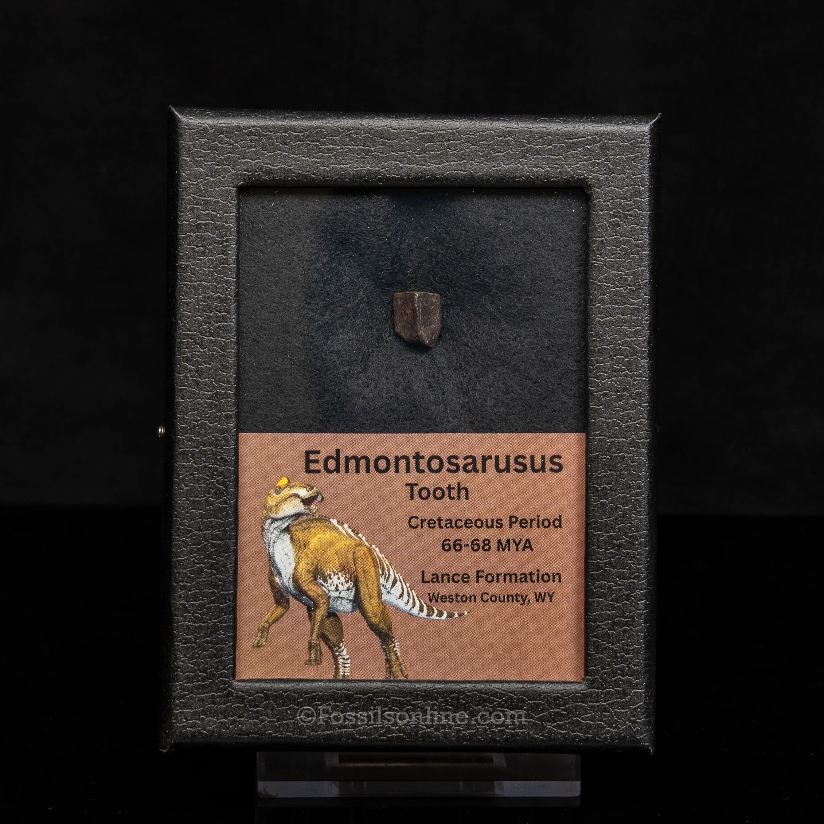 Edmontosaurus Tooth Sm Case - Image 3
