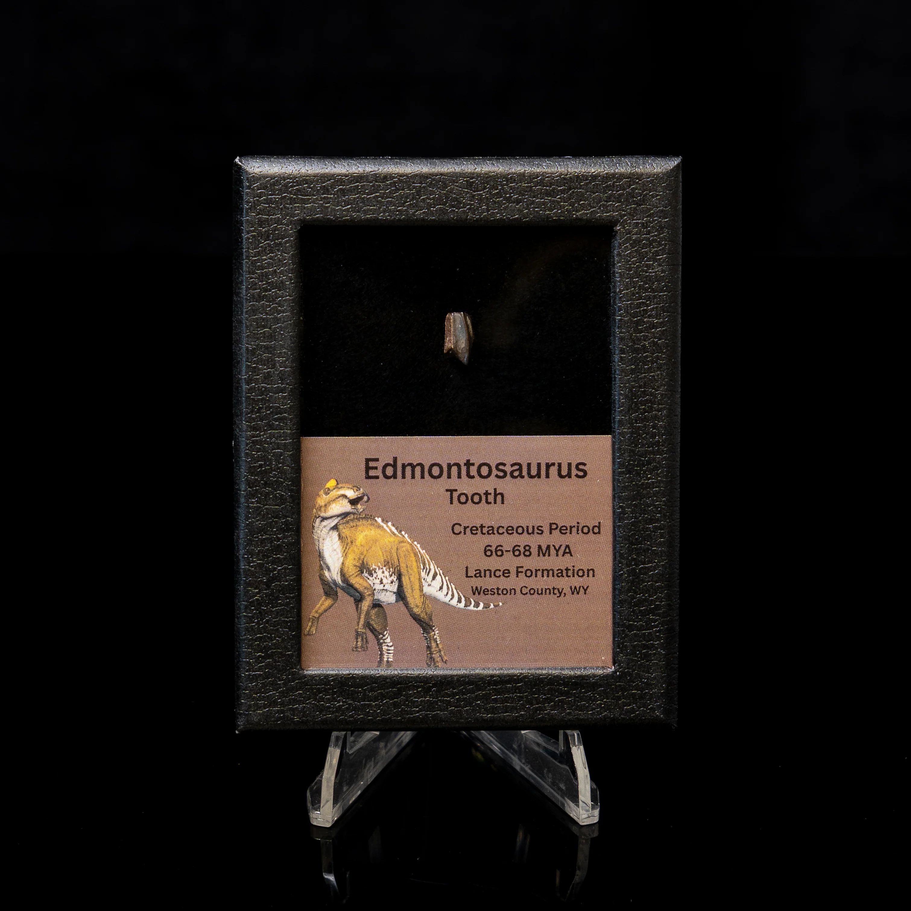 Edmontosaurus Tooth Sm Case - Image 4