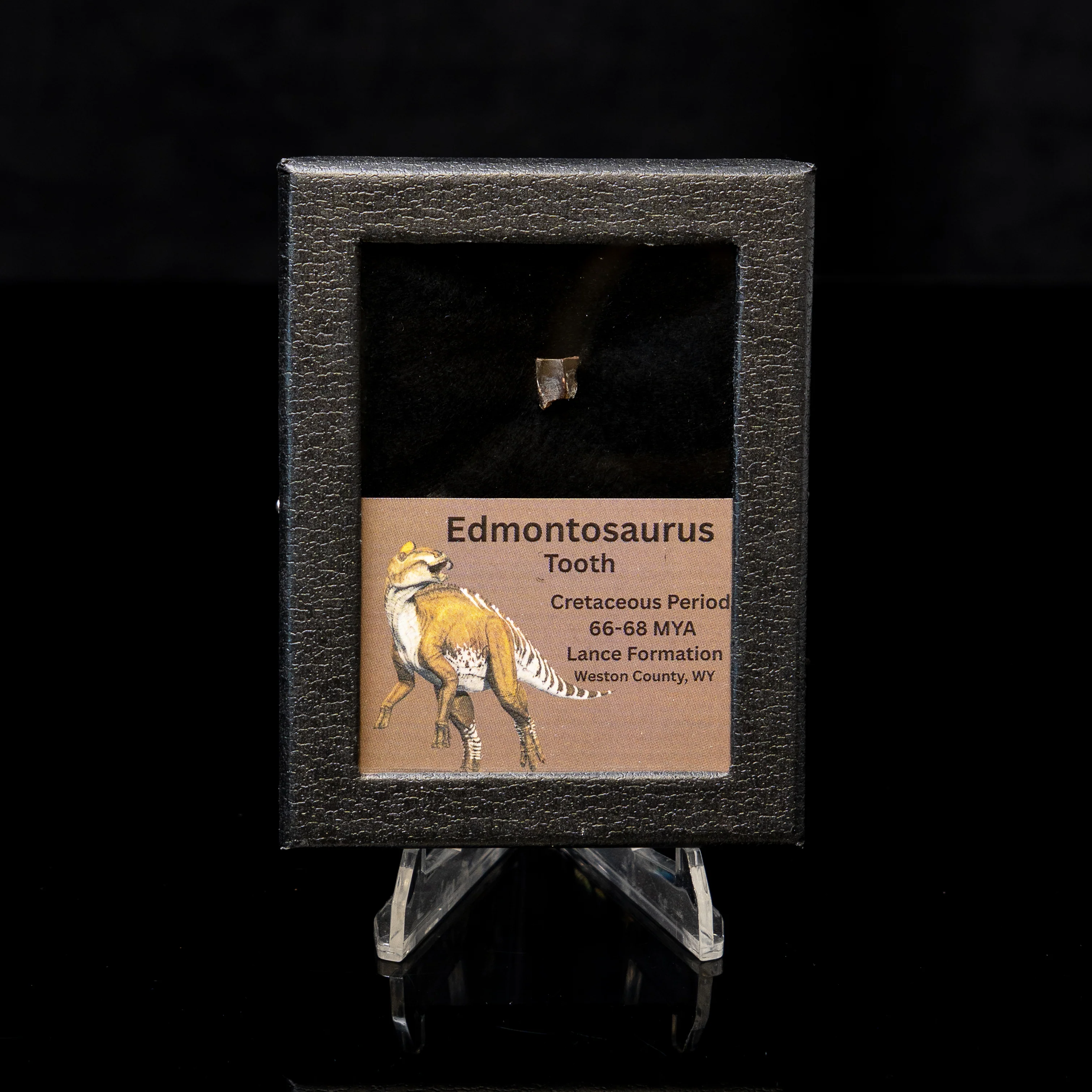 Edmontosaurus Tooth Sm Case - Image 5