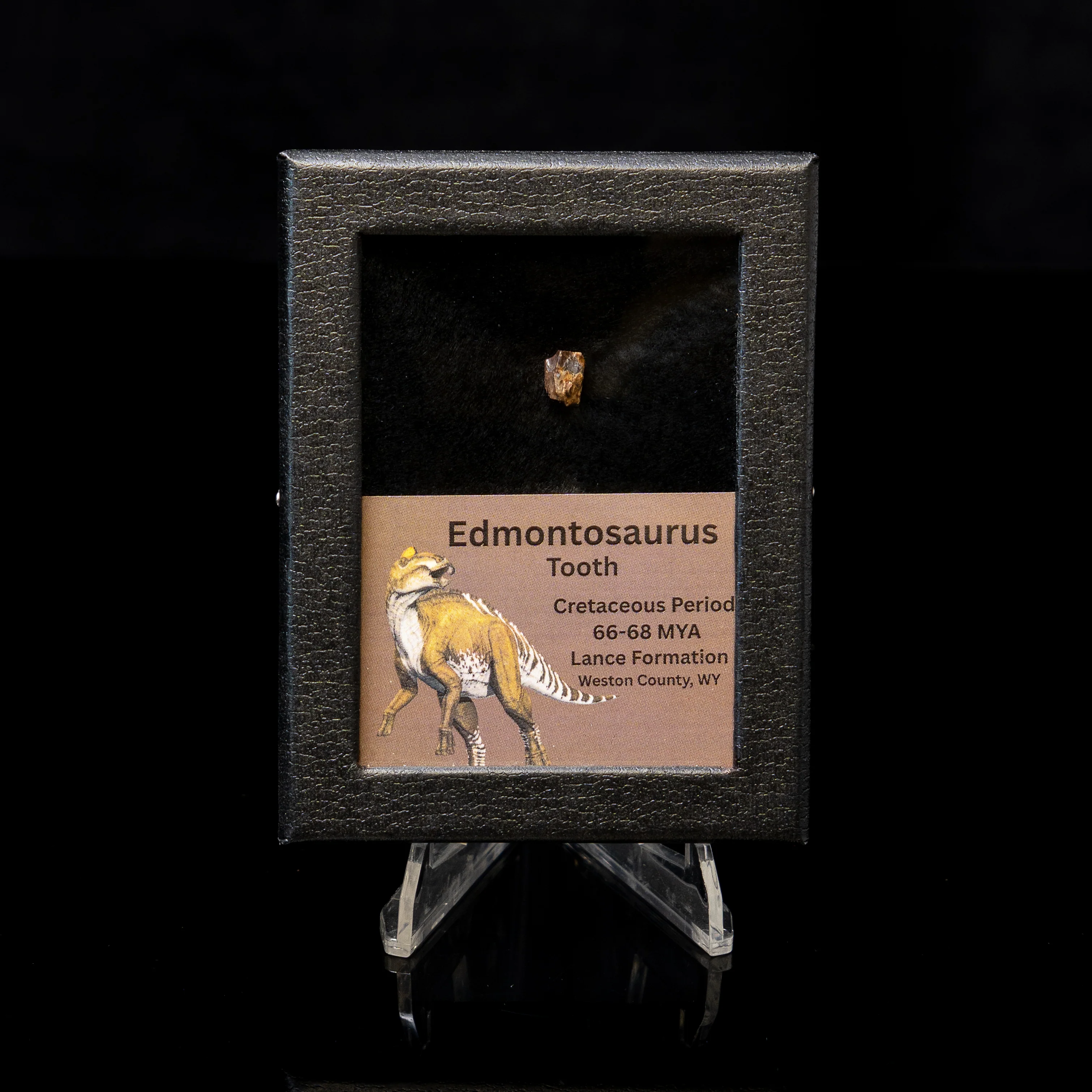 Edmontosaurus Tooth Sm Case - Image 6
