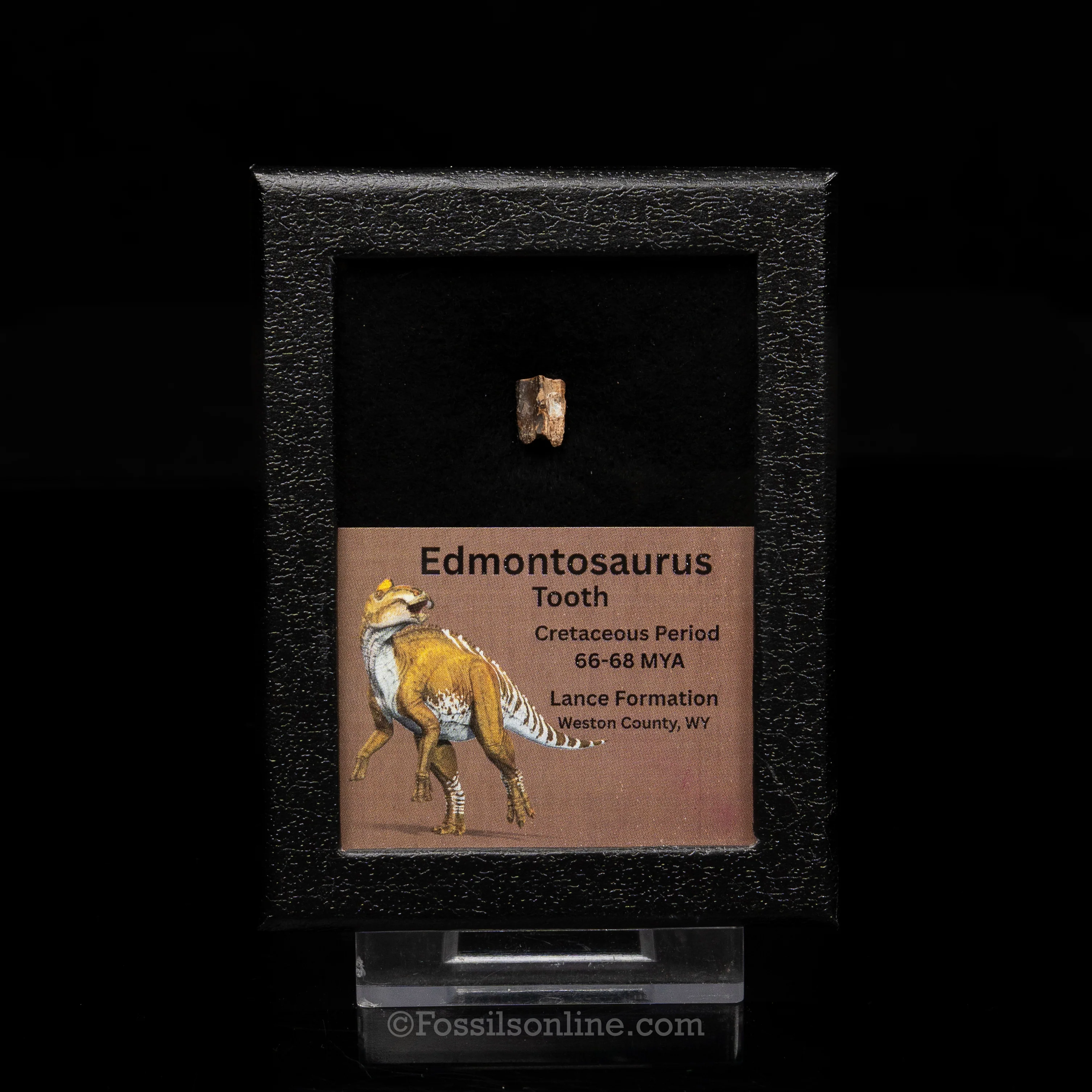 Edmontosaurus Tooth Sm Case - Image 7