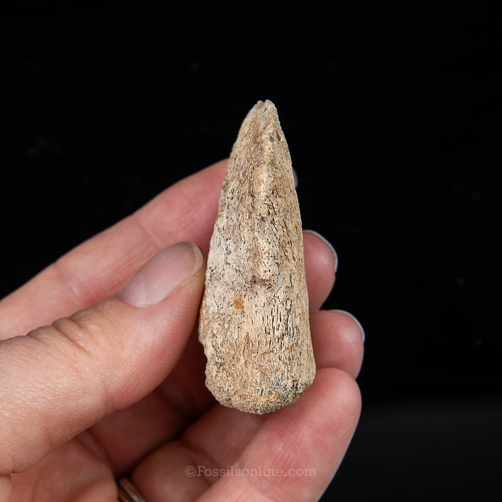 Edmontosaurus Ungual Claw/Hoof - Image 3