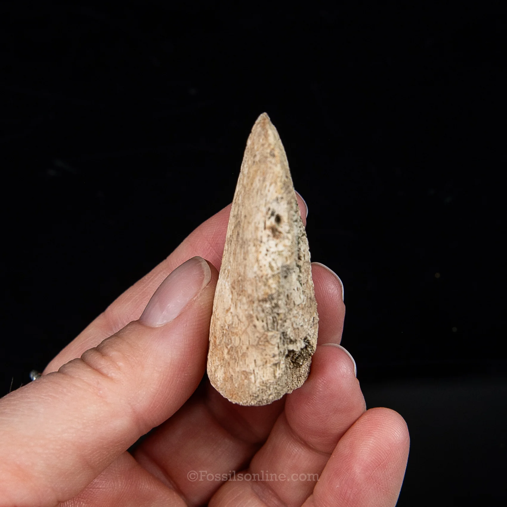 Edmontosaurus Ungual Claw/Hoof - Image 4