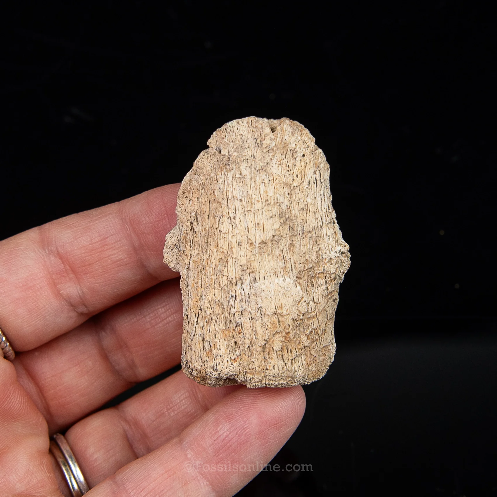 Edmontosaurus Ungual Claw/Hoof - Image 5