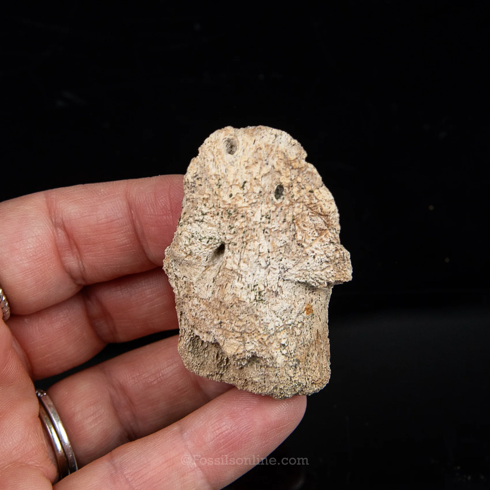 Edmontosaurus Ungual Claw/Hoof - Image 6