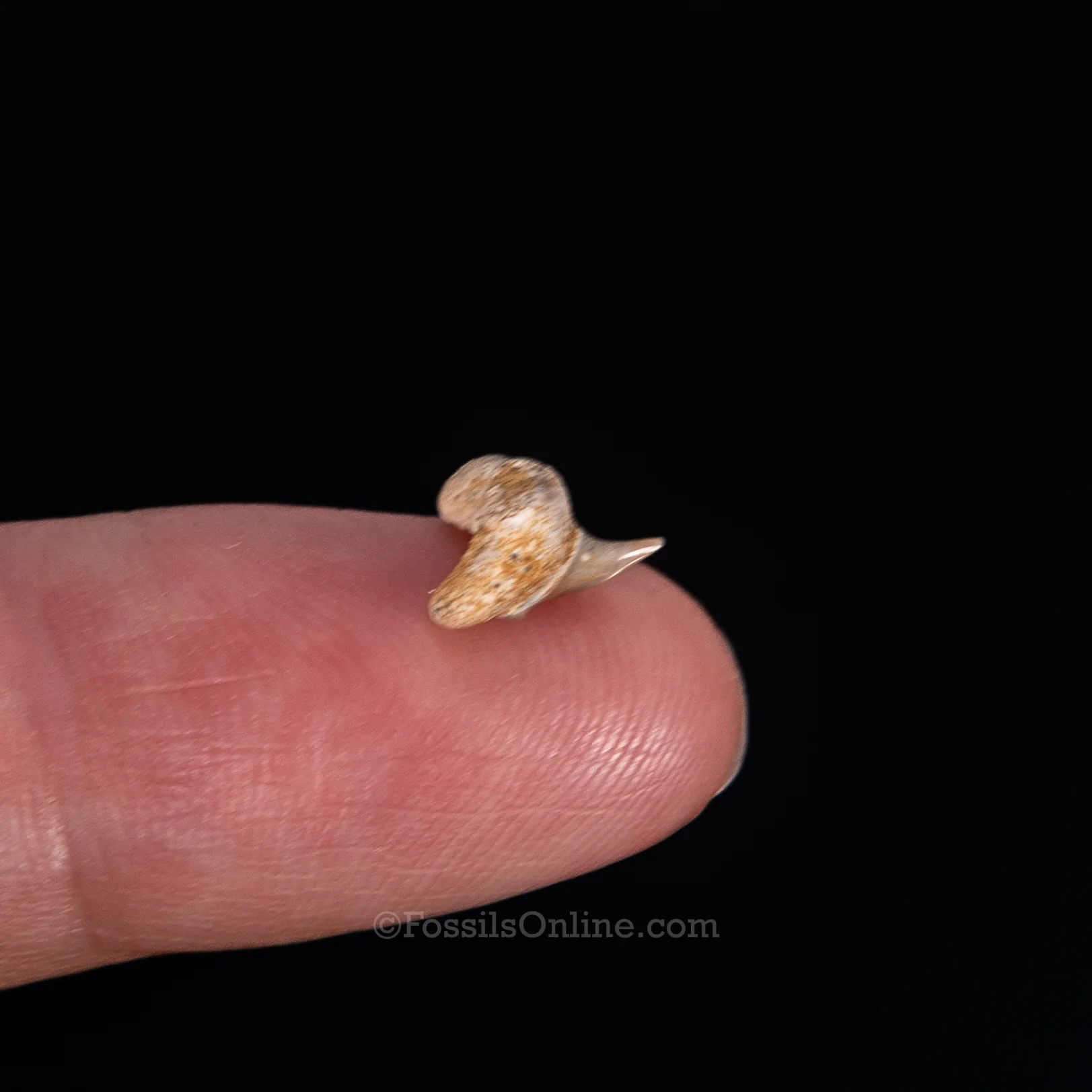 Extinct Megamouth tooth .38" - Image 3