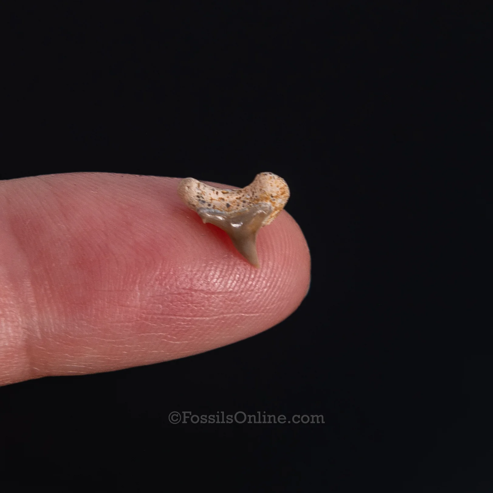 Extinct Megamouth tooth .38" - Image 4