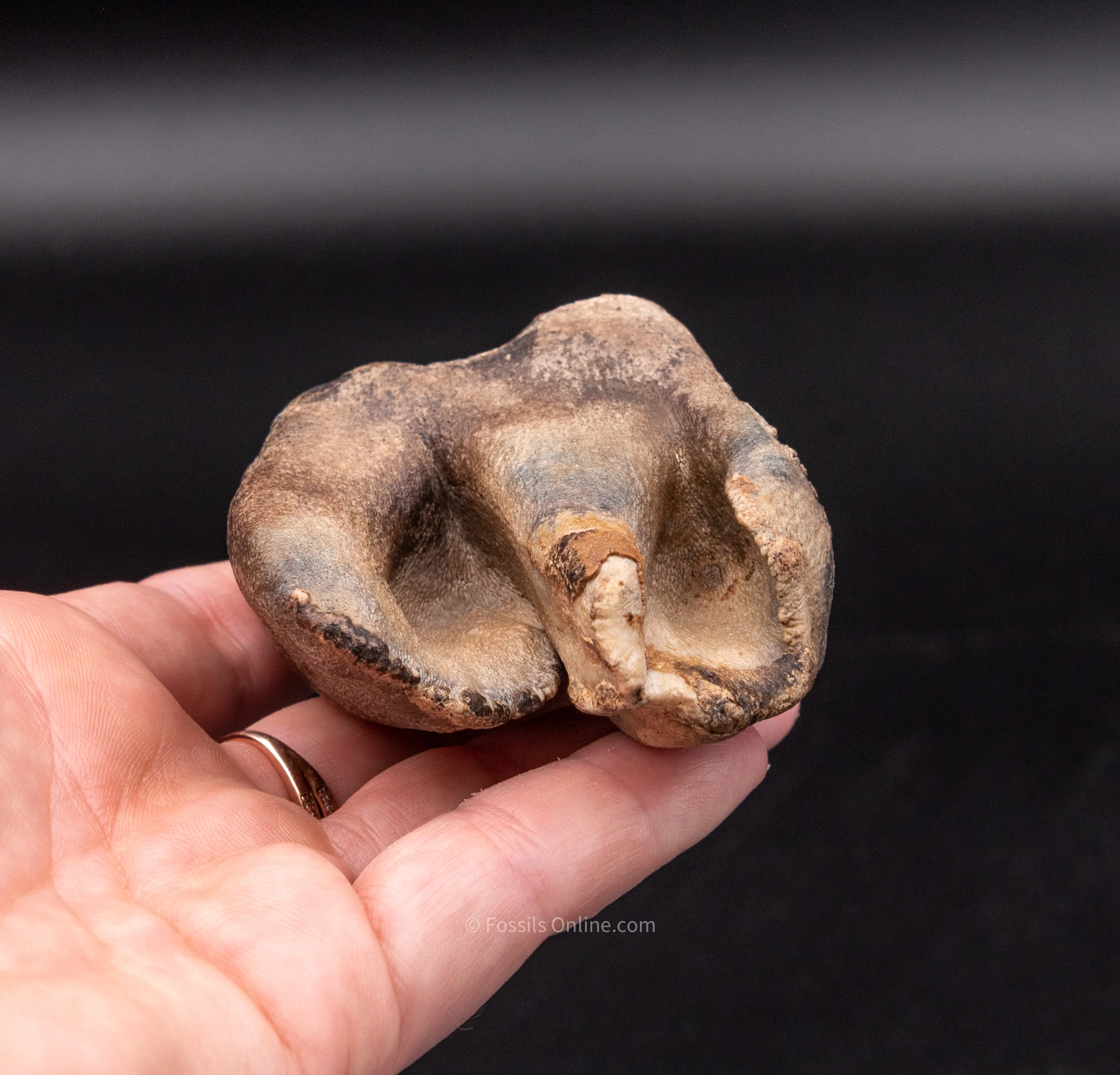 Fine Woolly Rhino Tooth Siberia - Image 4
