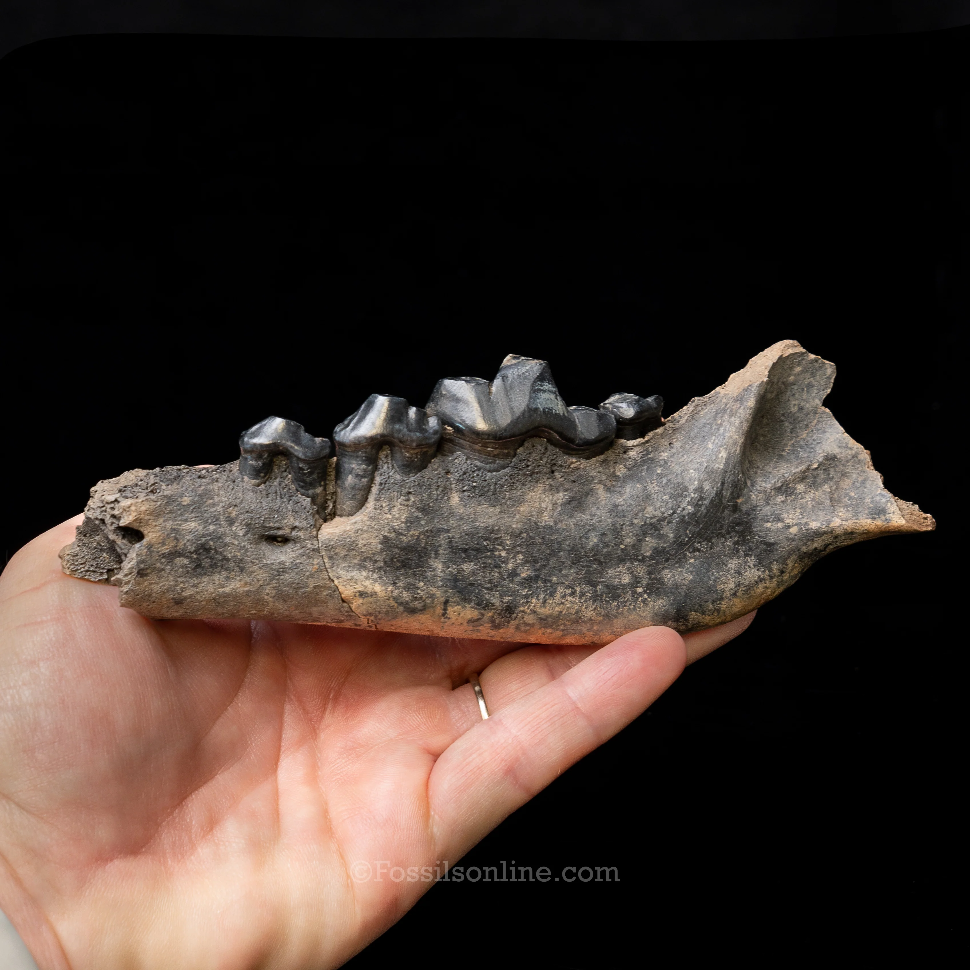 Dire Wolf Jaw Florida Fossil - Image 3