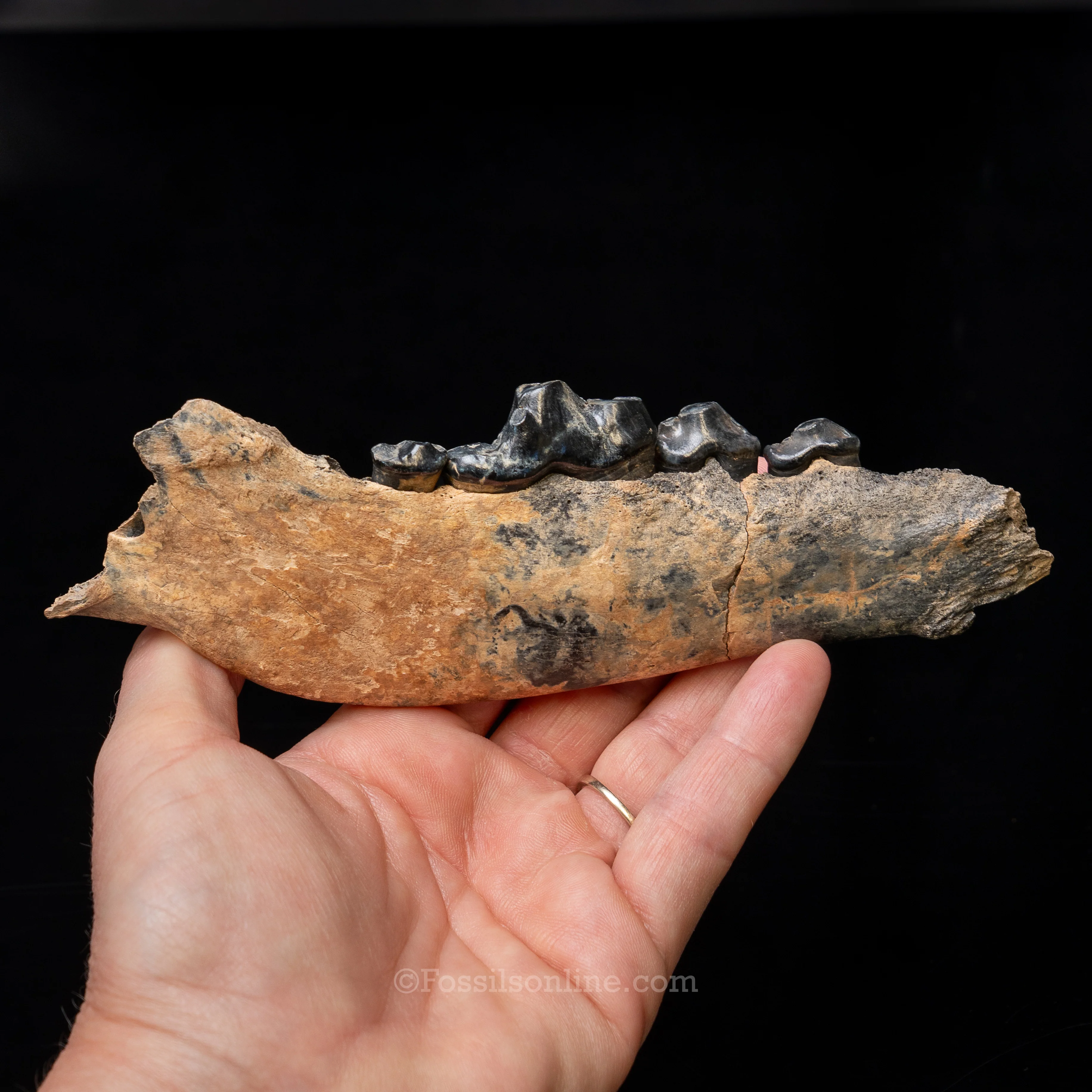 Dire Wolf Jaw Florida Fossil - Image 4