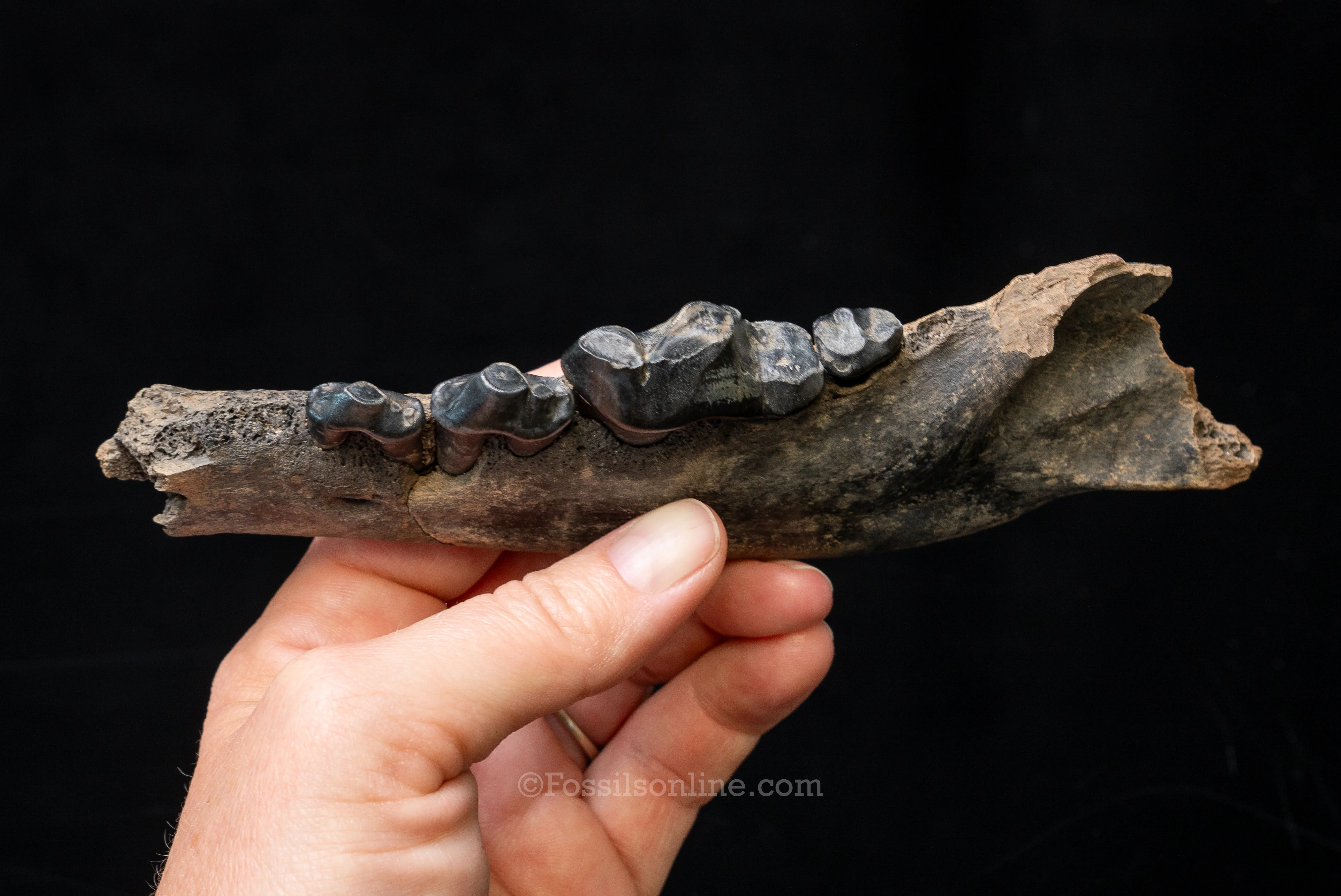 Dire Wolf Jaw Florida Fossil - Image 5