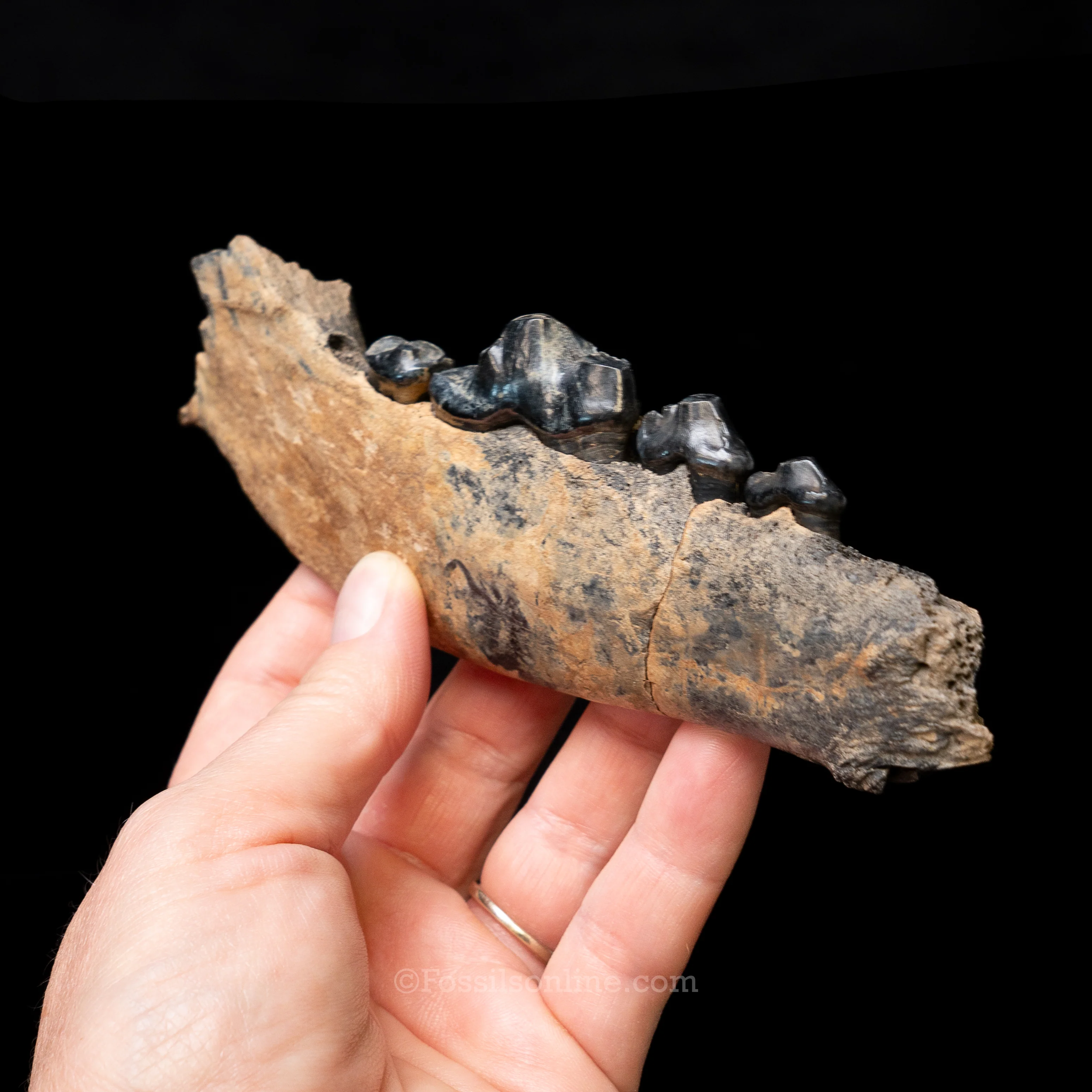 Dire Wolf Jaw Florida Fossil - Image 6