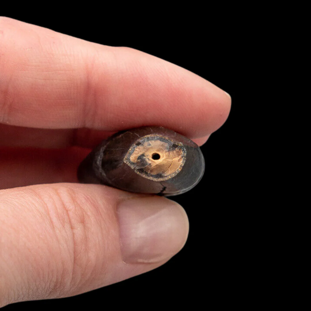 Fossil Bear Canine Florida Fossils - Image 3