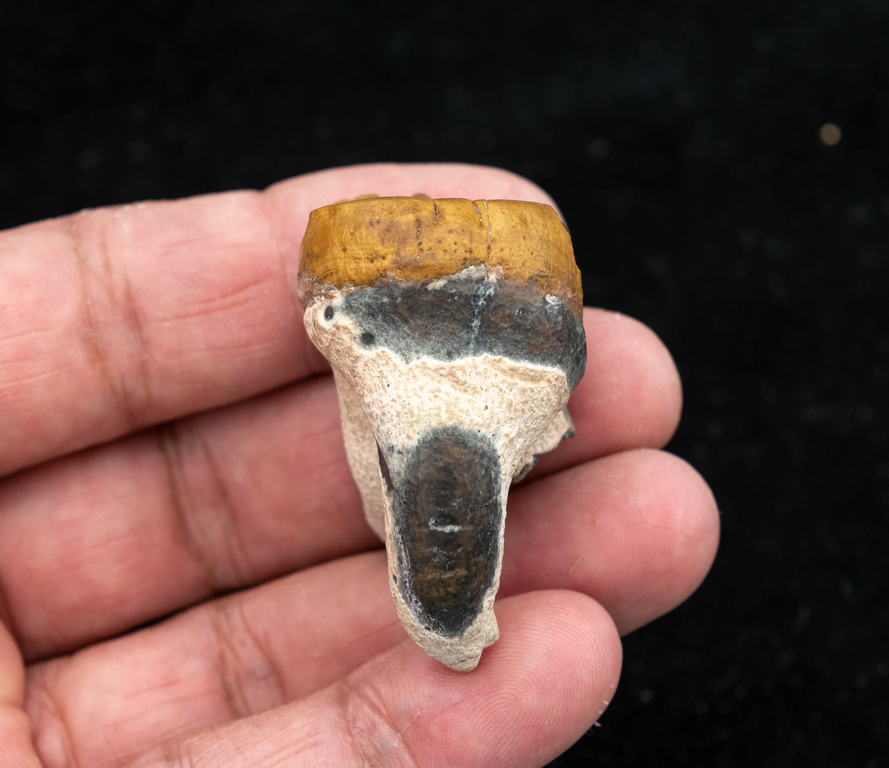 Fossil Dugong Tooth Gainesville Creek - Image 3