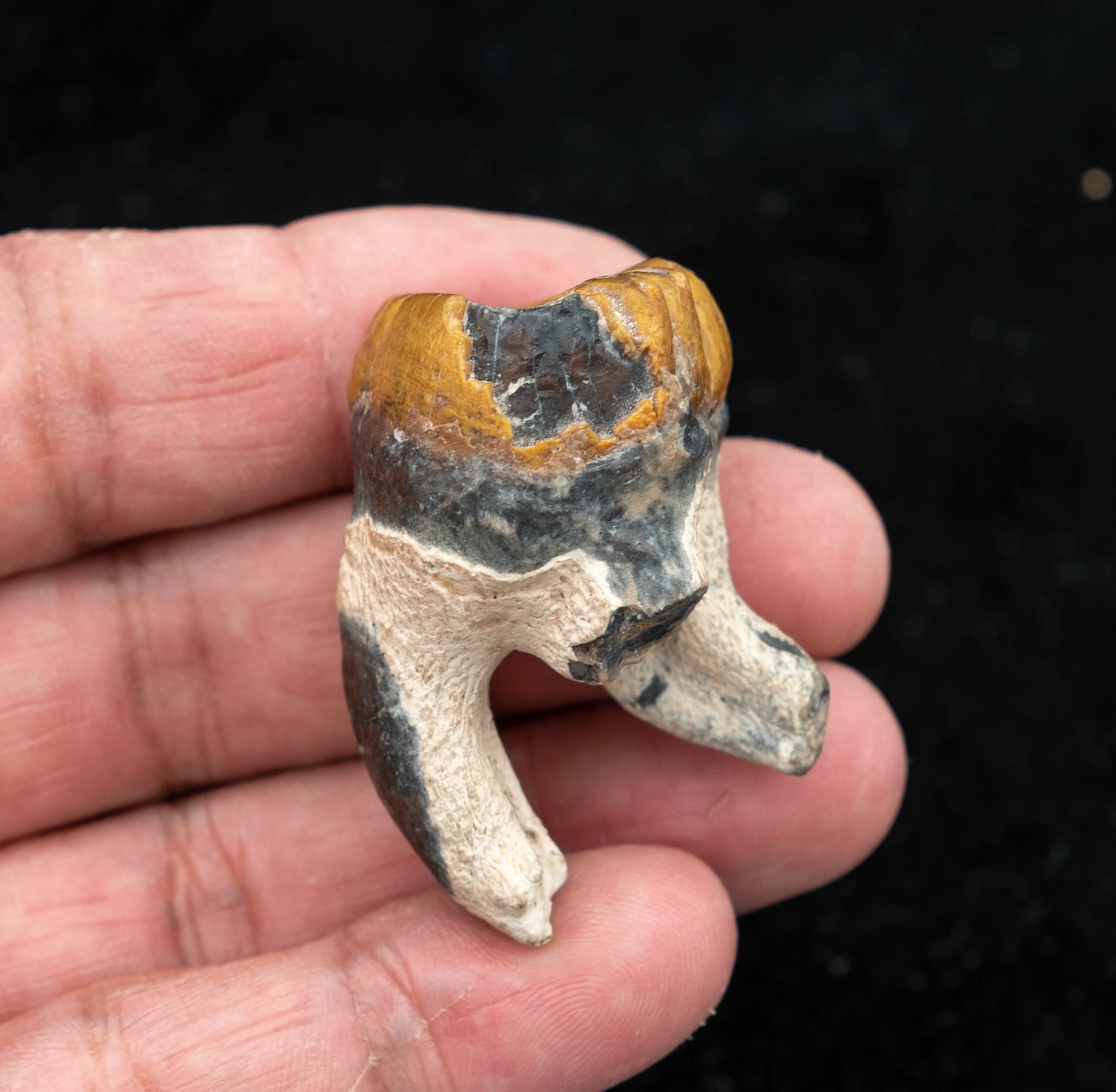 Fossil Dugong Tooth Gainesville Creek - Image 4