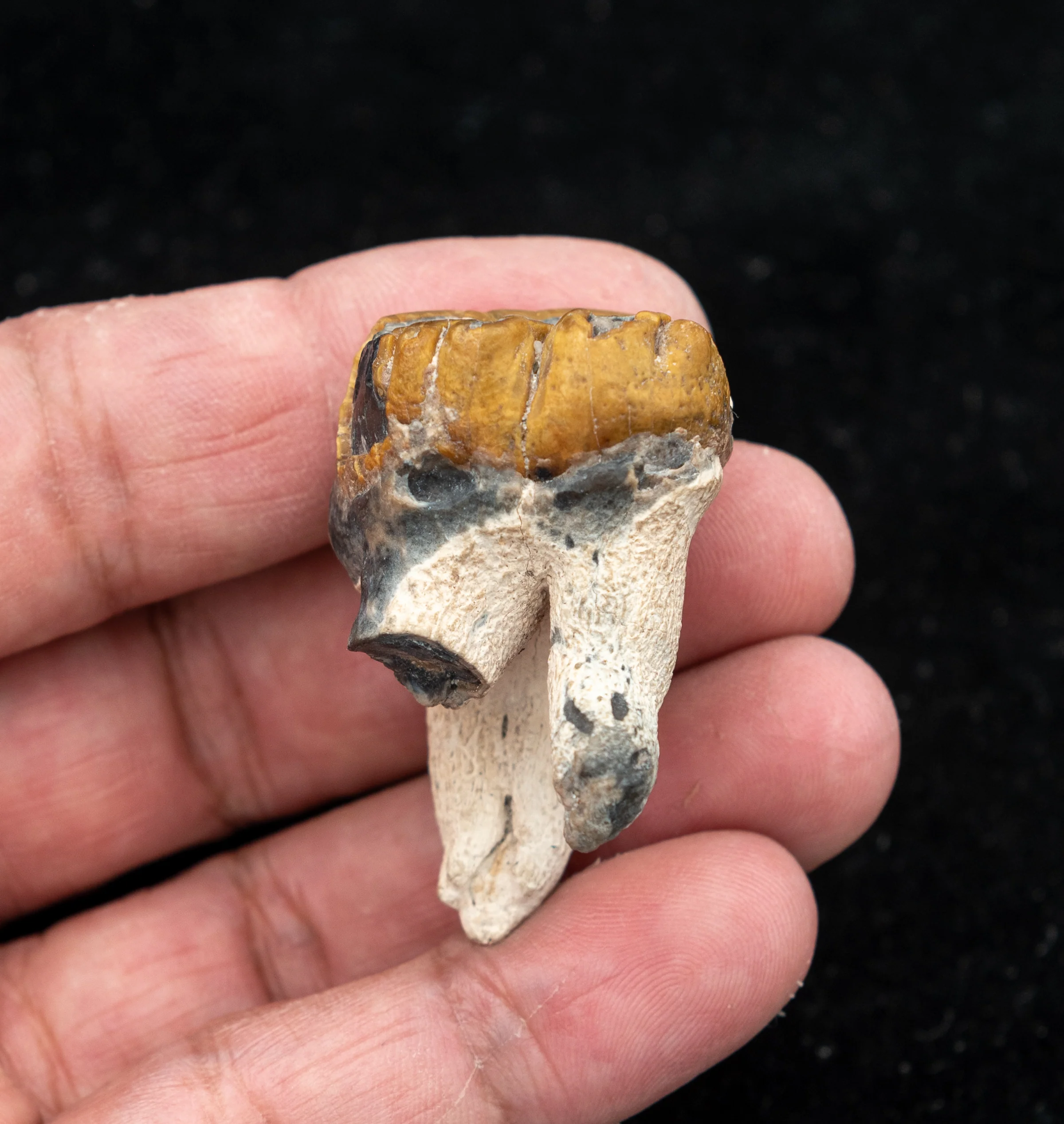 Fossil Dugong Tooth Gainesville Creek - Image 5