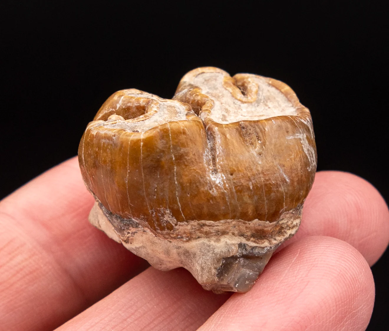 Fossil Dugong Tooth Gainesville Creek - Image 3