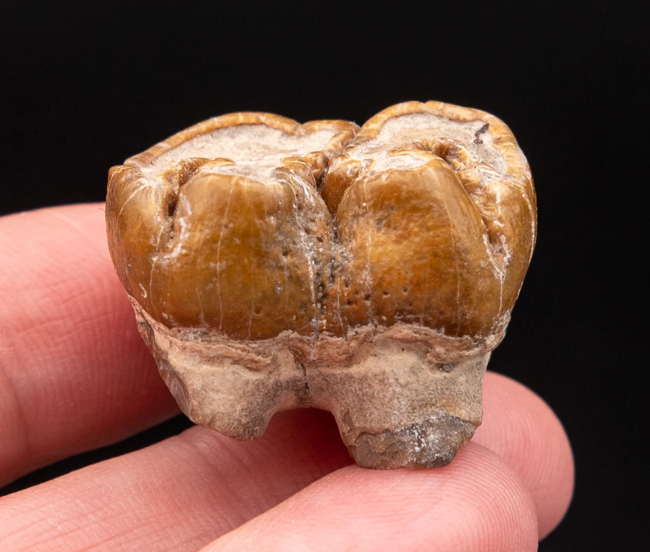 Fossil Dugong Tooth Gainesville Creek - Image 4