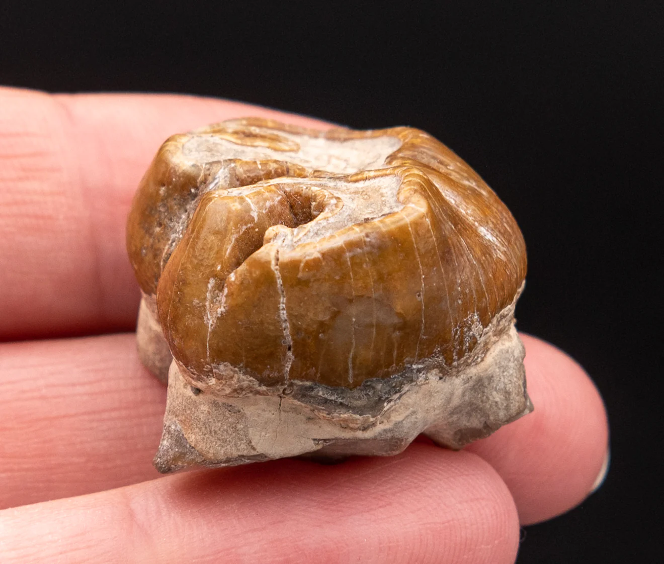 Fossil Dugong Tooth Gainesville Creek - Image 5