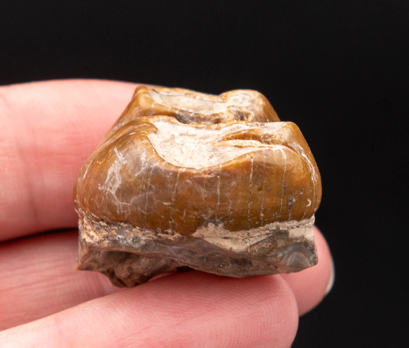 Fossil Dugong Tooth Gainesville Creek - Image 6