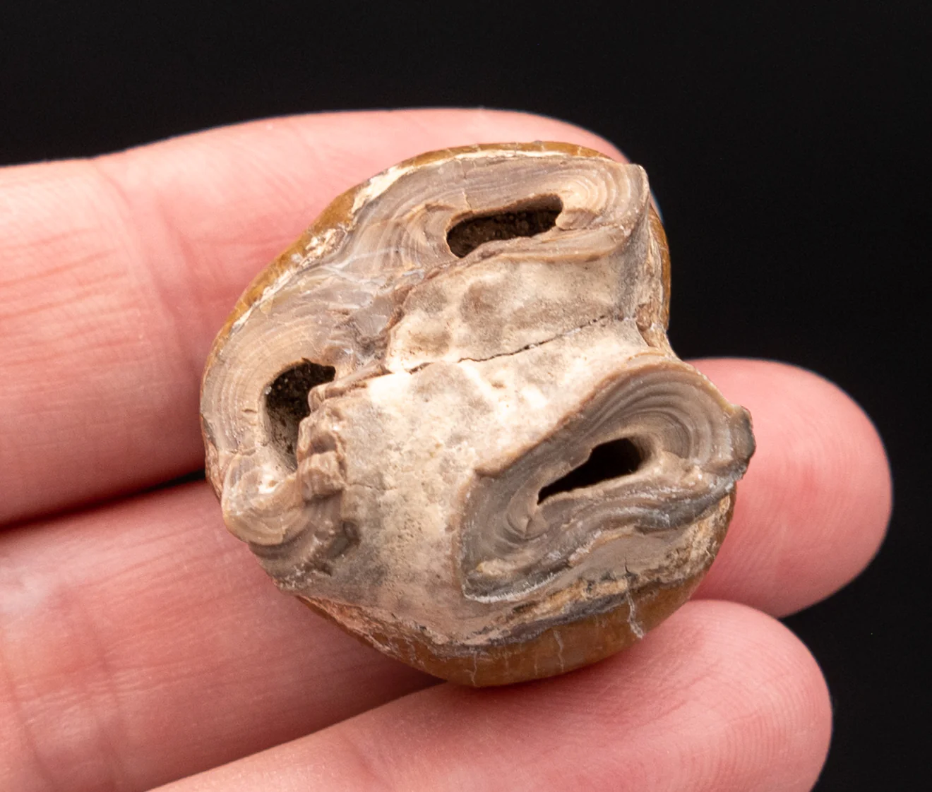 Fossil Dugong Tooth Gainesville Creek - Image 7