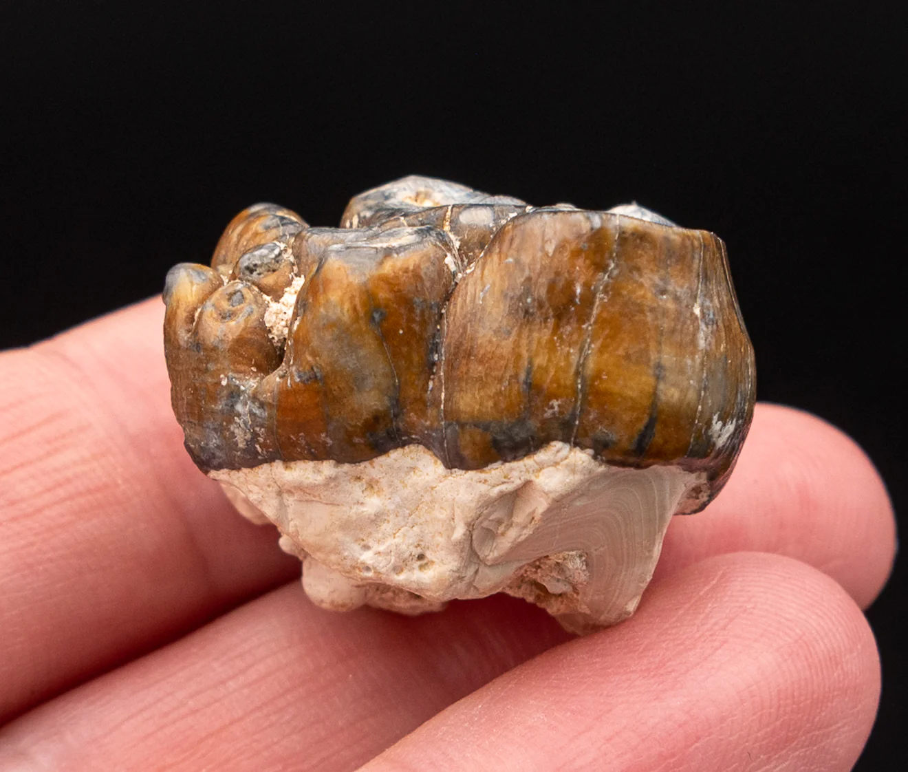 Fossil Dugong Tooth Gainesville Creek - Image 3