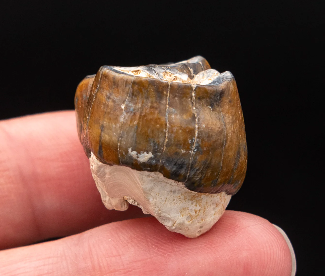 Fossil Dugong Tooth Gainesville Creek - Image 4