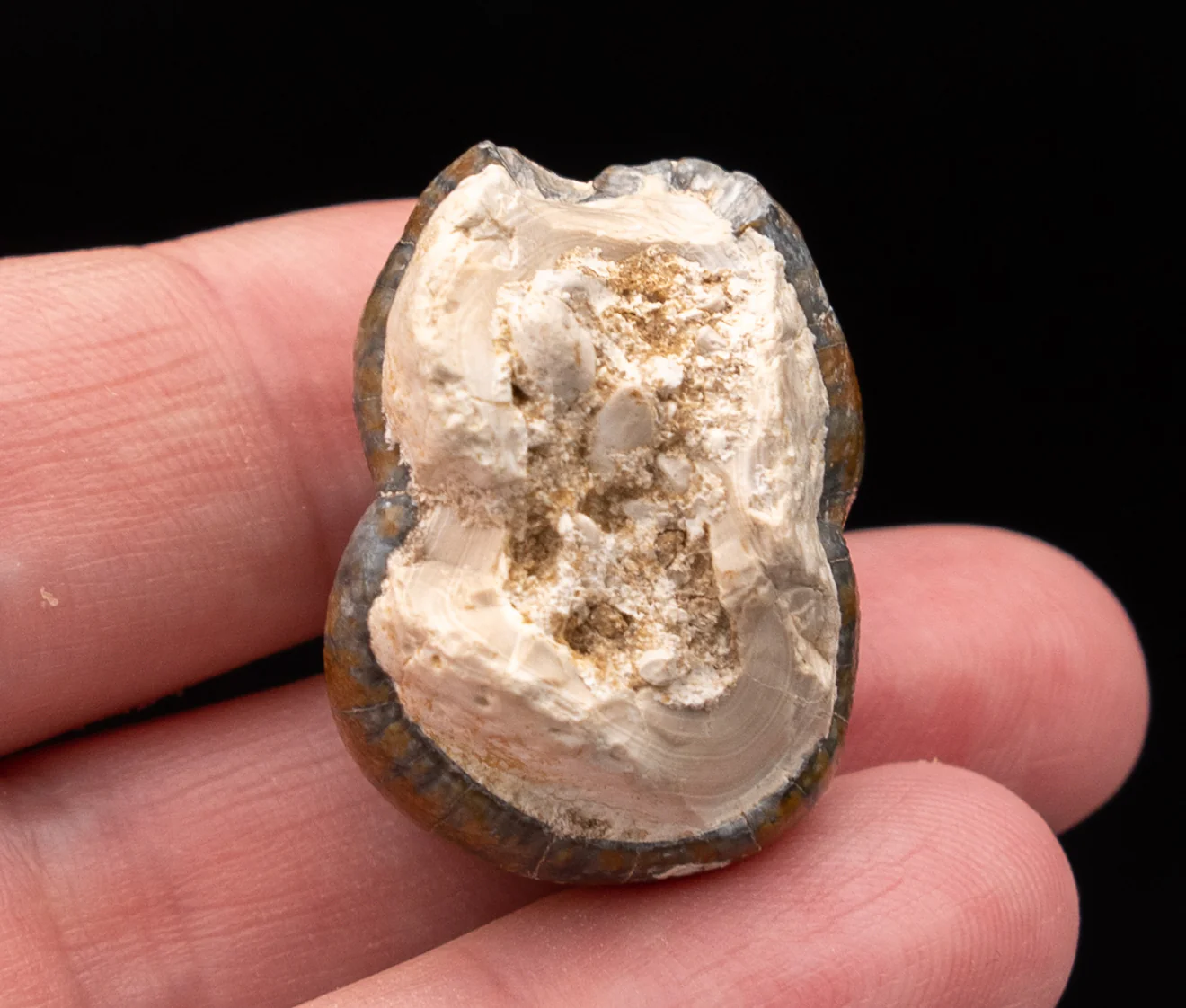 Fossil Dugong Tooth Gainesville Creek - Image 5