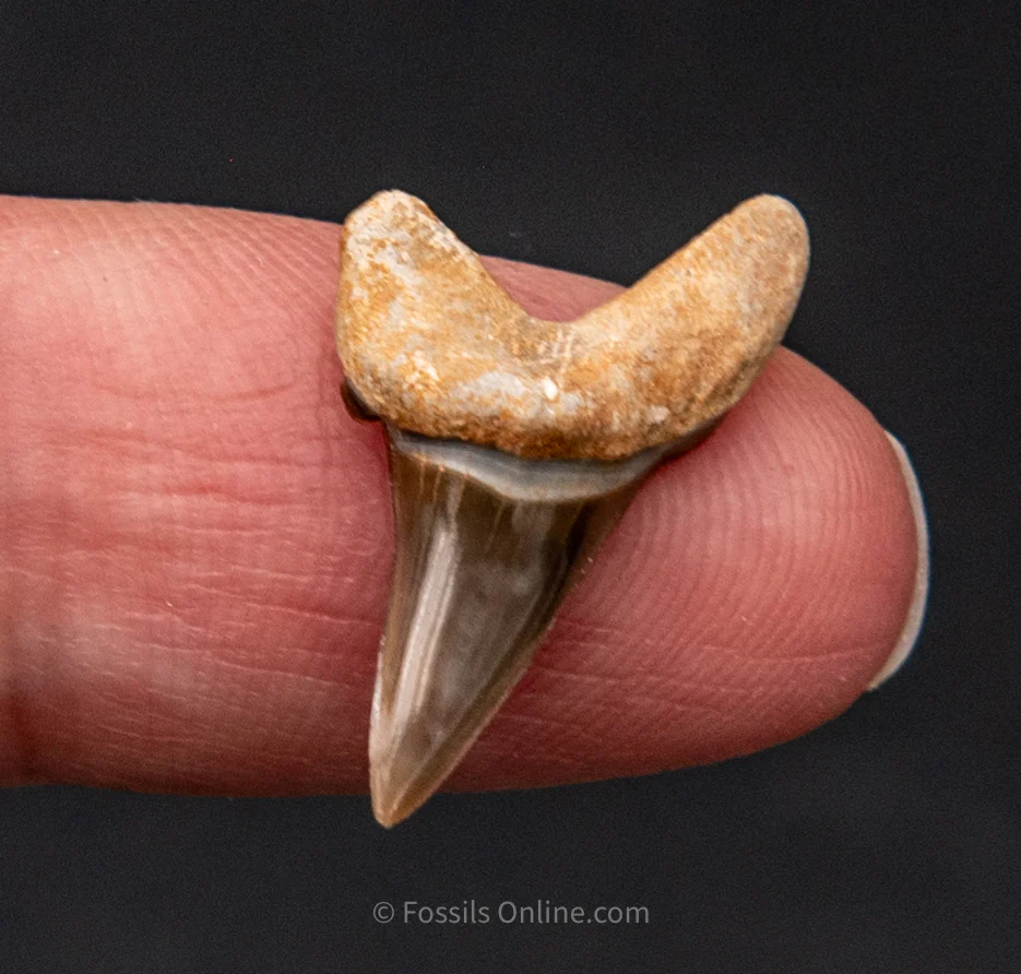 Rare Fossil Ginsu  .88" - Image 3