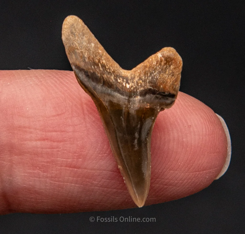 Rare Fossil Ginsu  .88" - Image 4