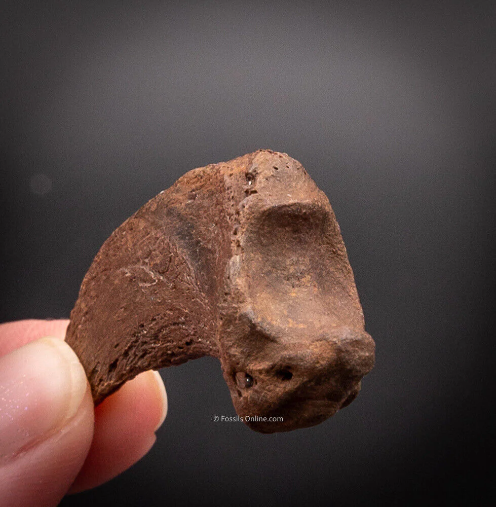 Fossil Bear Claw Florida Fossils - Image 3