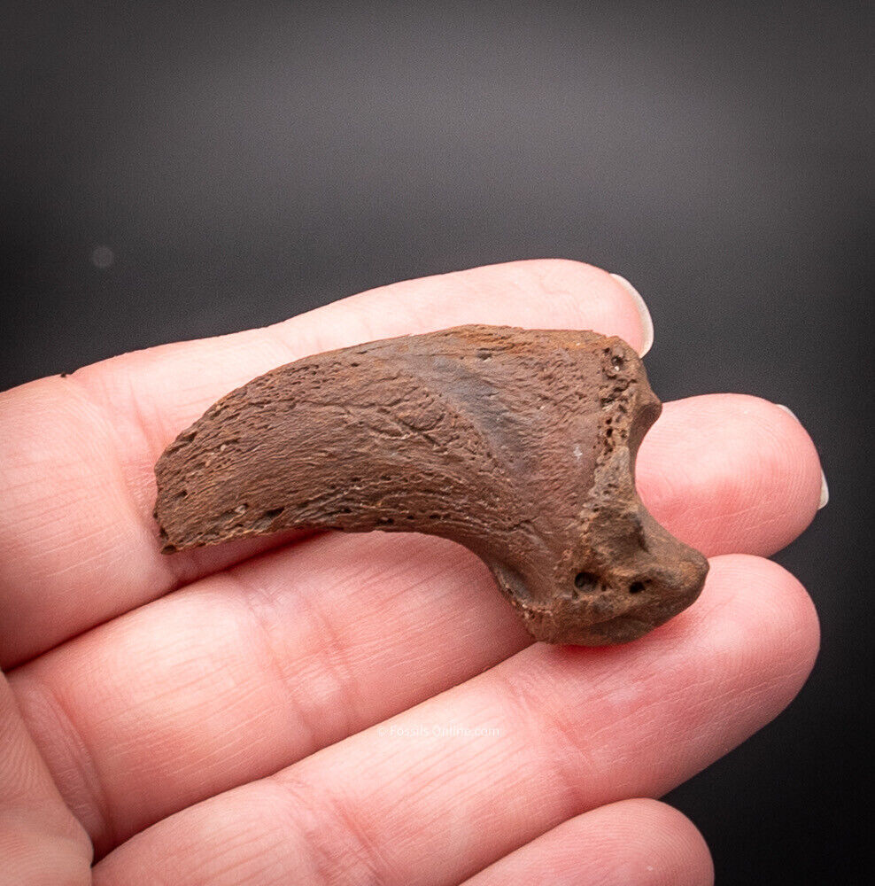 Fossil Bear Claw Florida Fossils - Image 4