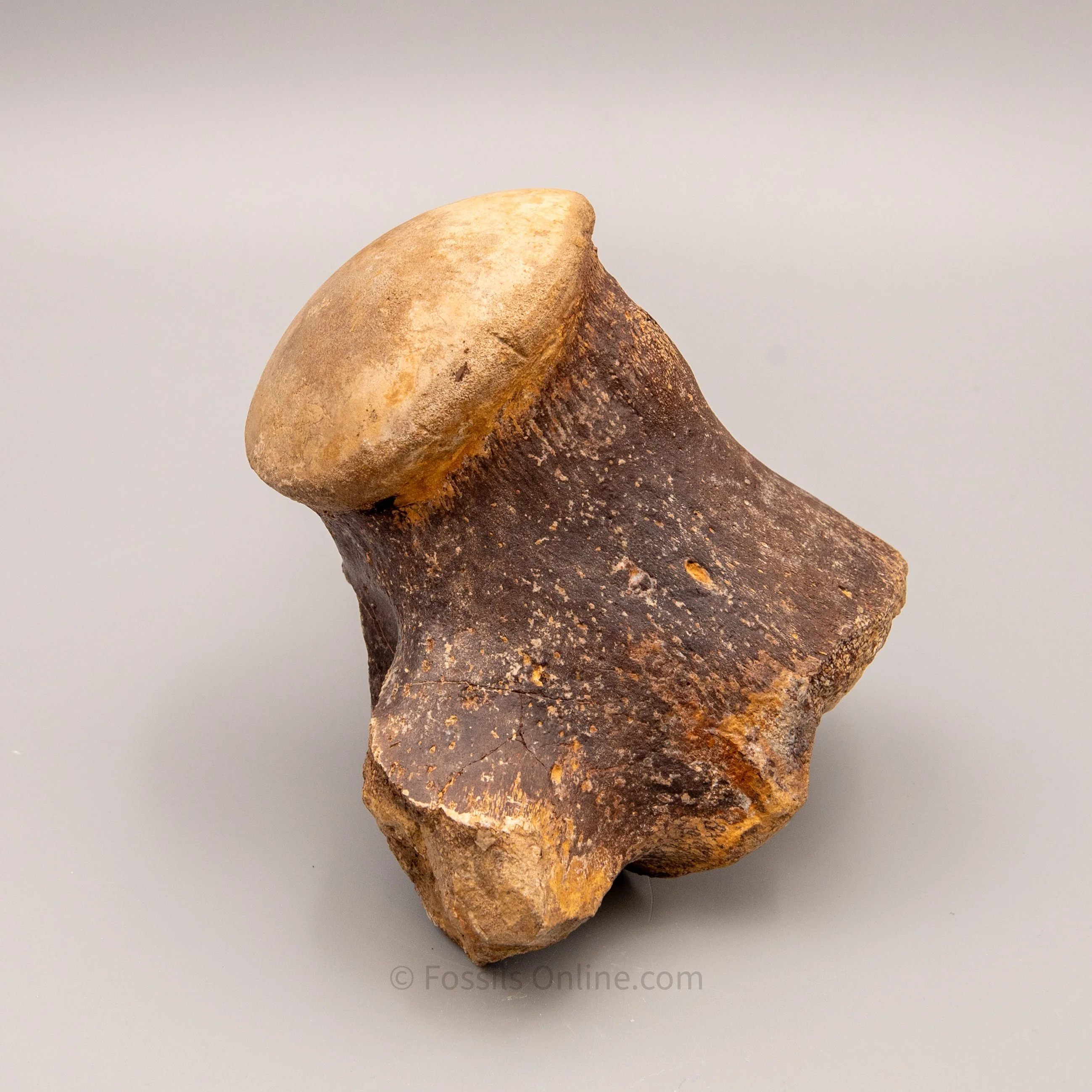 Fossil Tylosaurus proriger Vertebra - Image 3