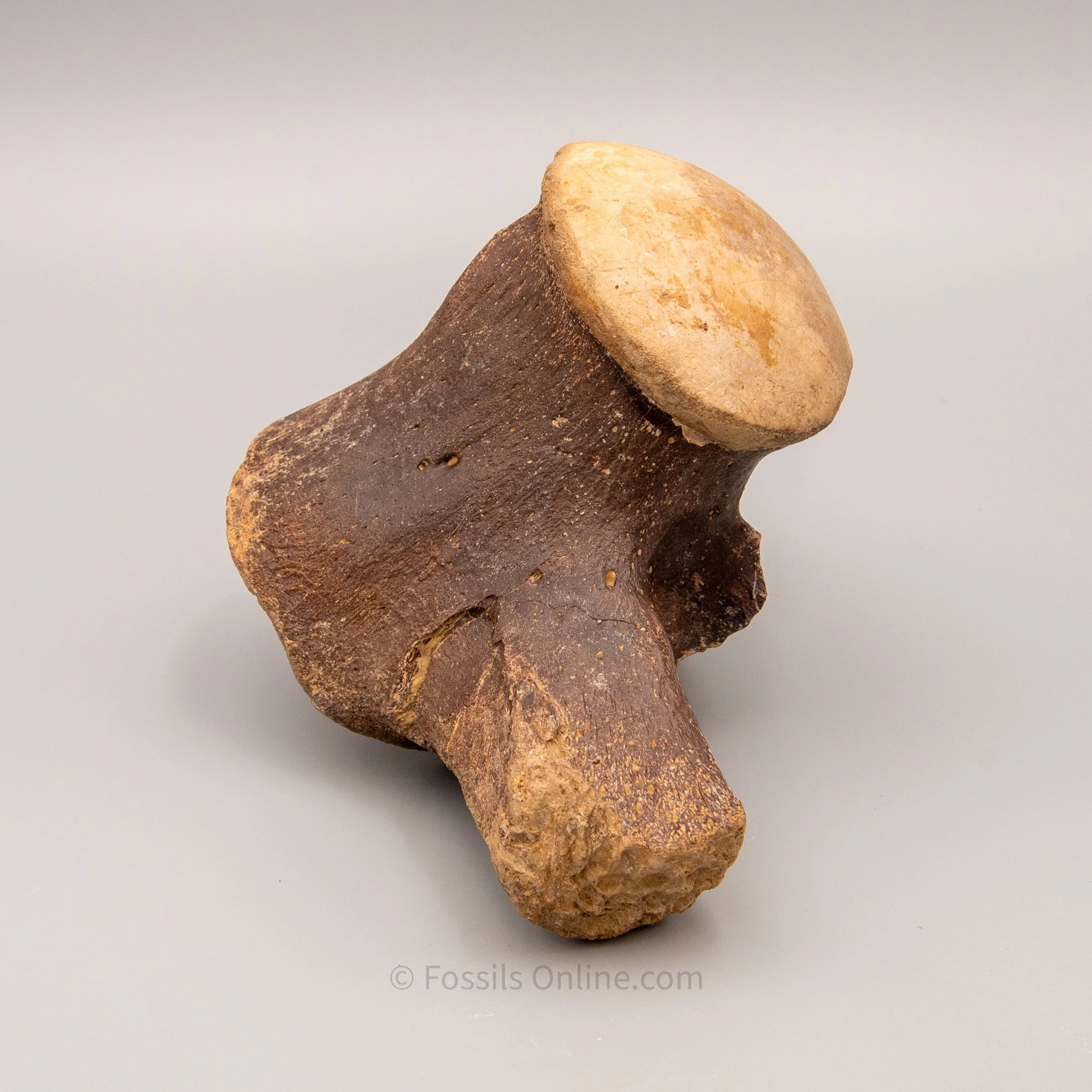 Fossil Tylosaurus proriger Vertebra - Image 4