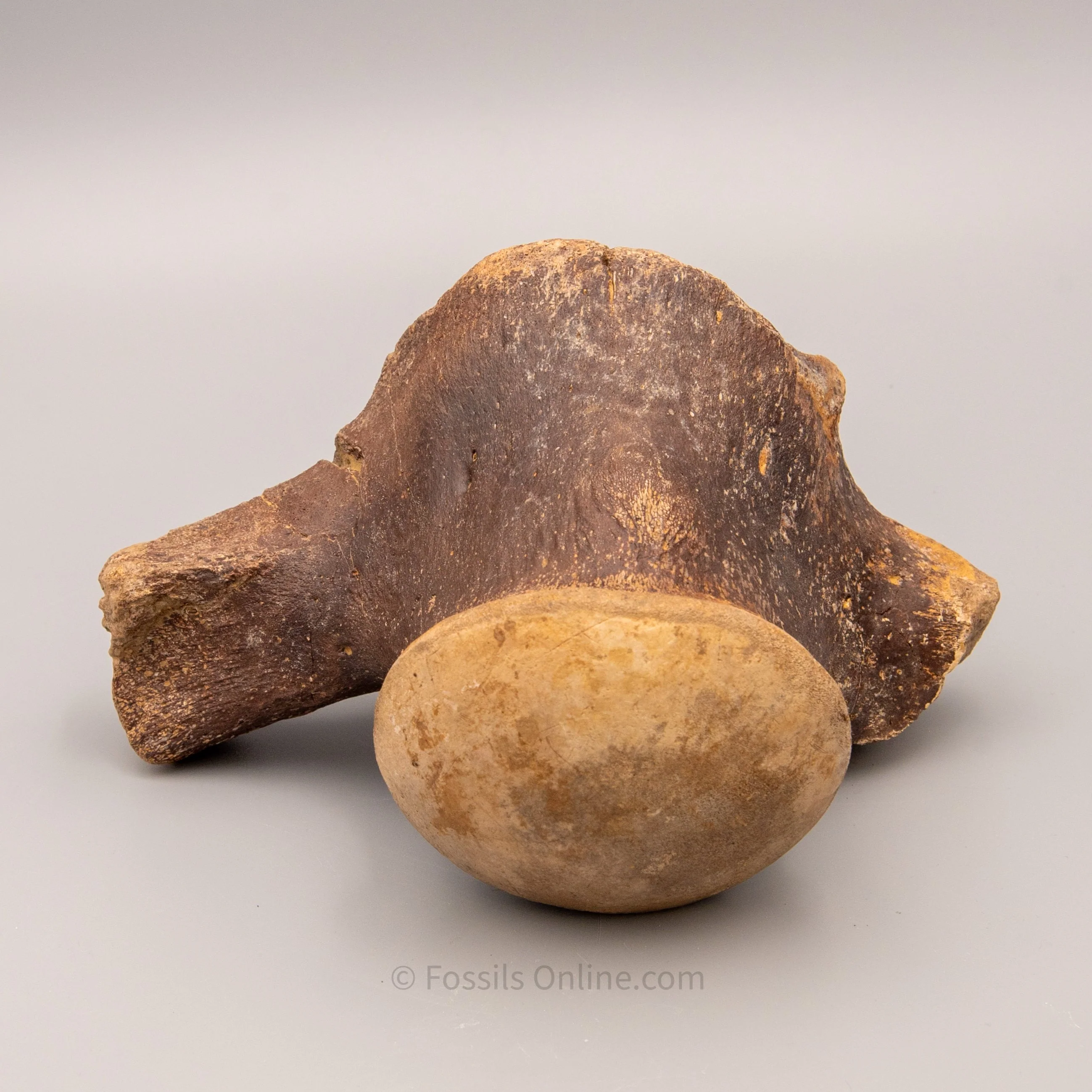 Fossil Tylosaurus proriger Vertebra - Image 5