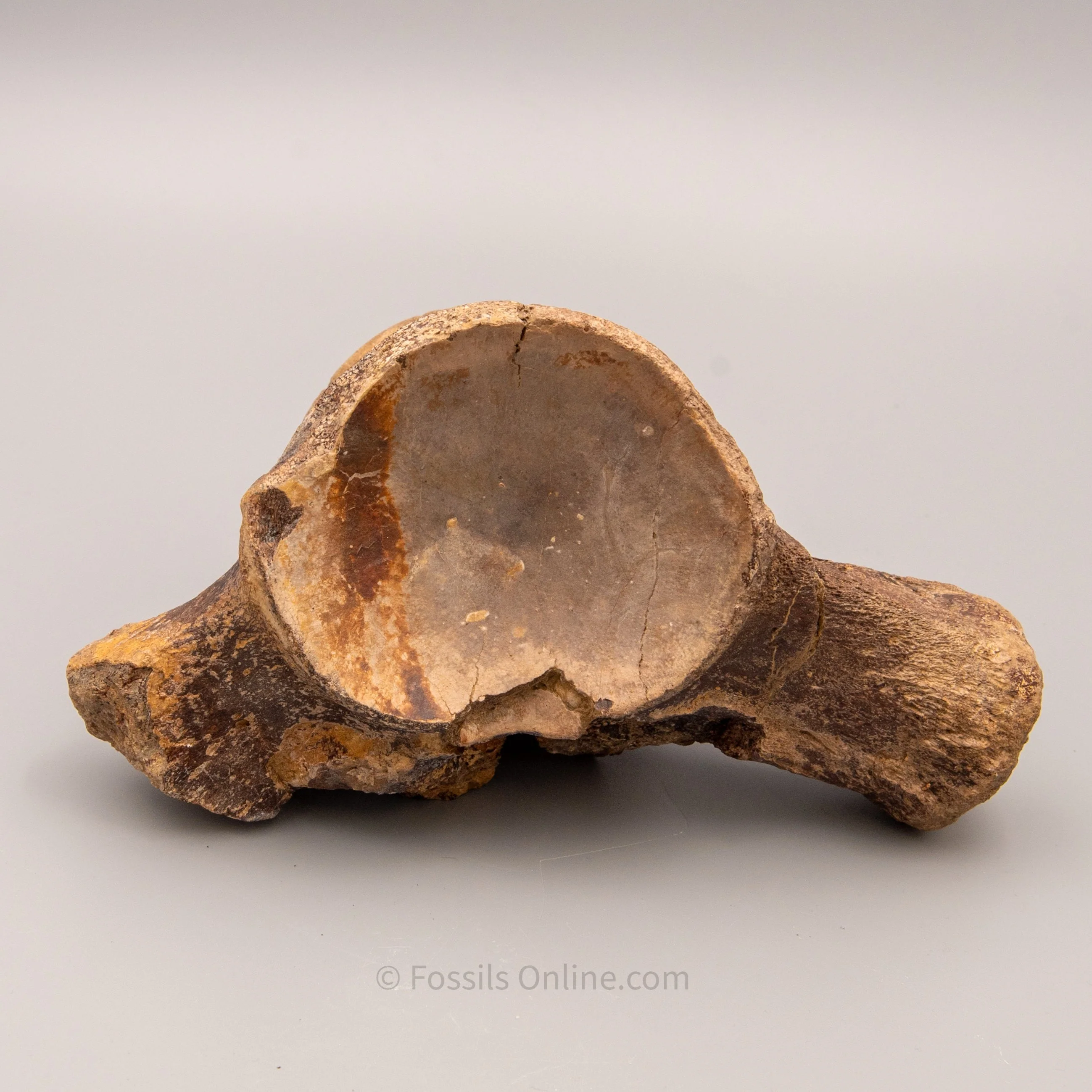 Fossil Tylosaurus proriger Vertebra - Image 6
