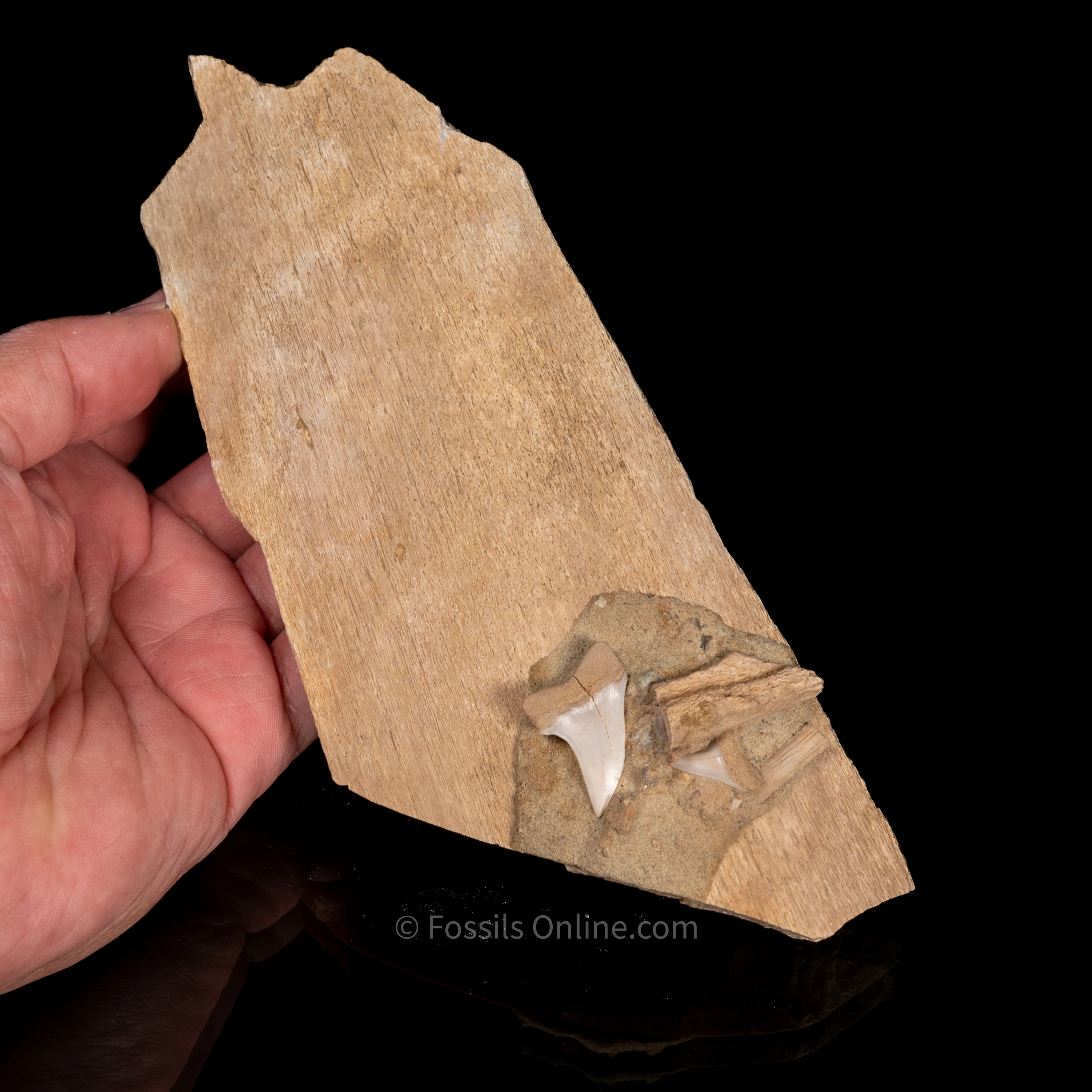 Fossil Whale Bone with Embedded C. Planus - Image 3