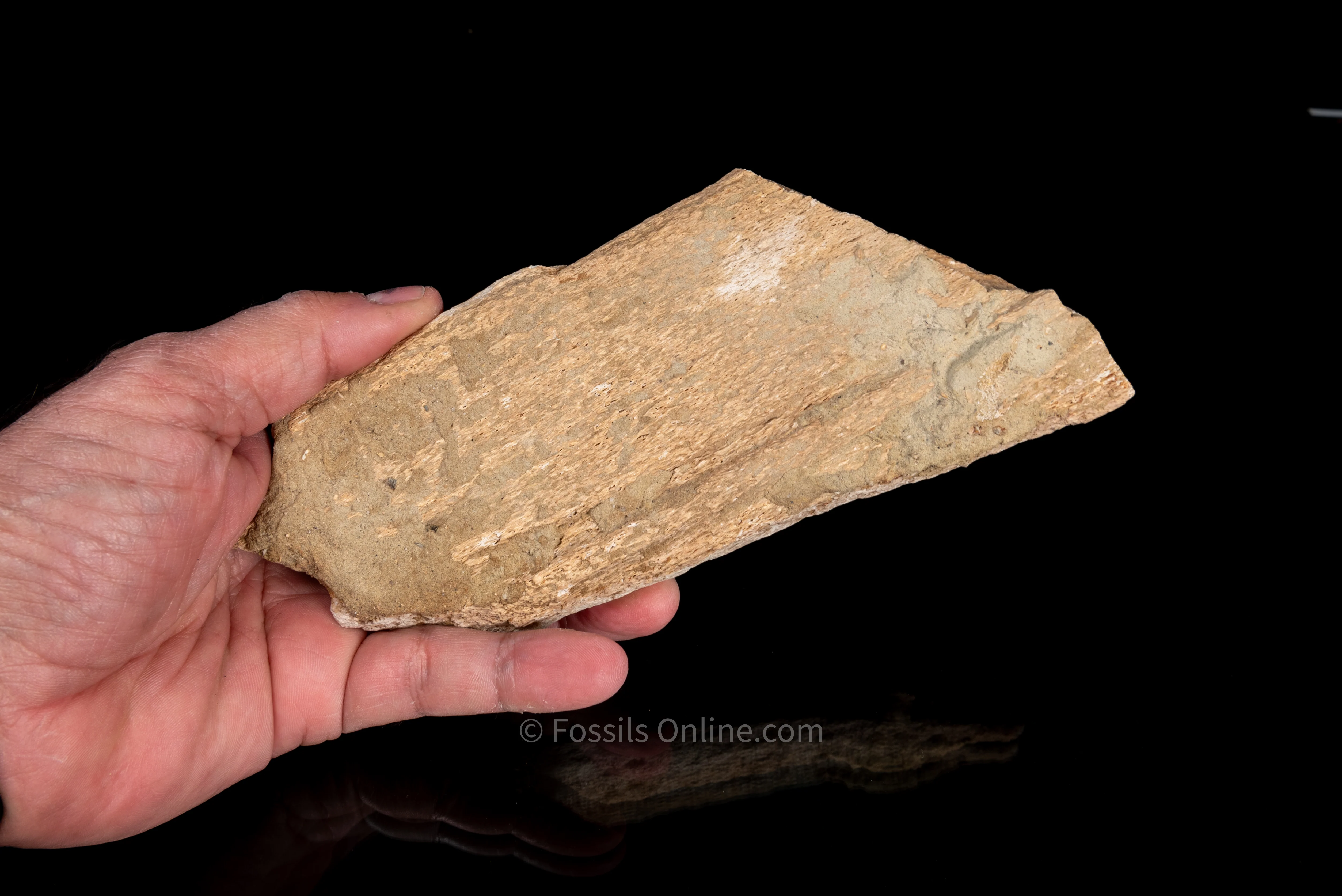 Fossil Whale Bone with Embedded C. Planus - Image 4