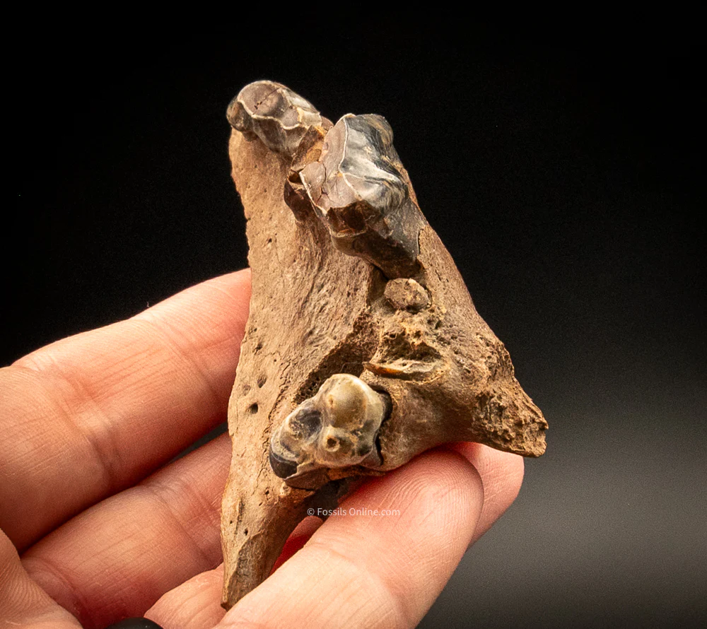 Fossil Wolf Skull w/Teeth  Siberia - Image 4