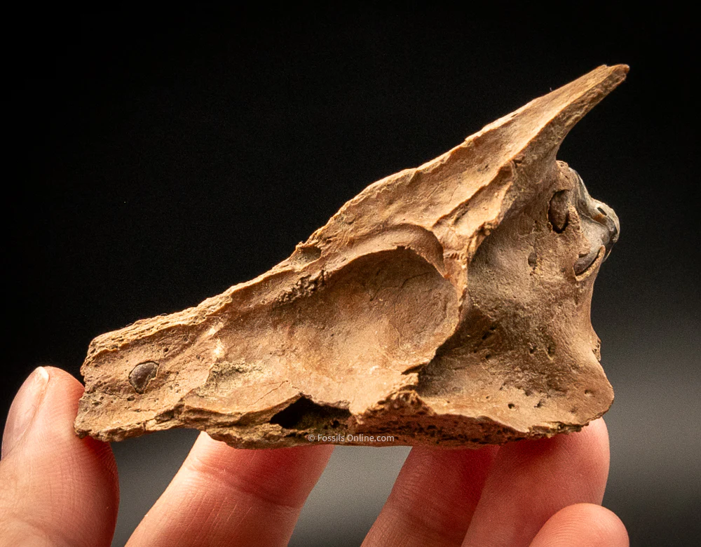 Fossil Wolf Skull w/Teeth  Siberia - Image 5