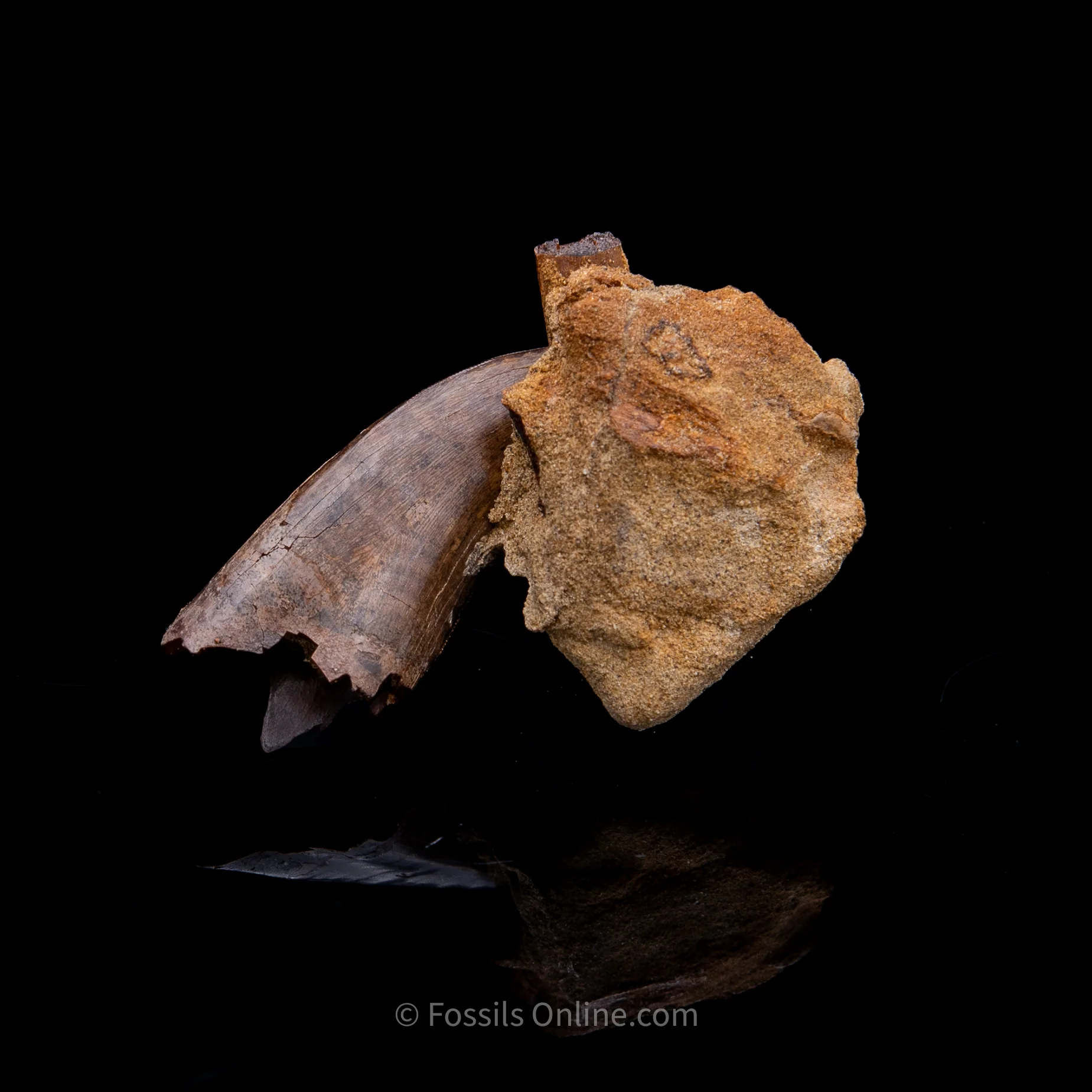 Genuine Serrated Tyrannosaur Tooth in Matrix  2.41" - Image 3