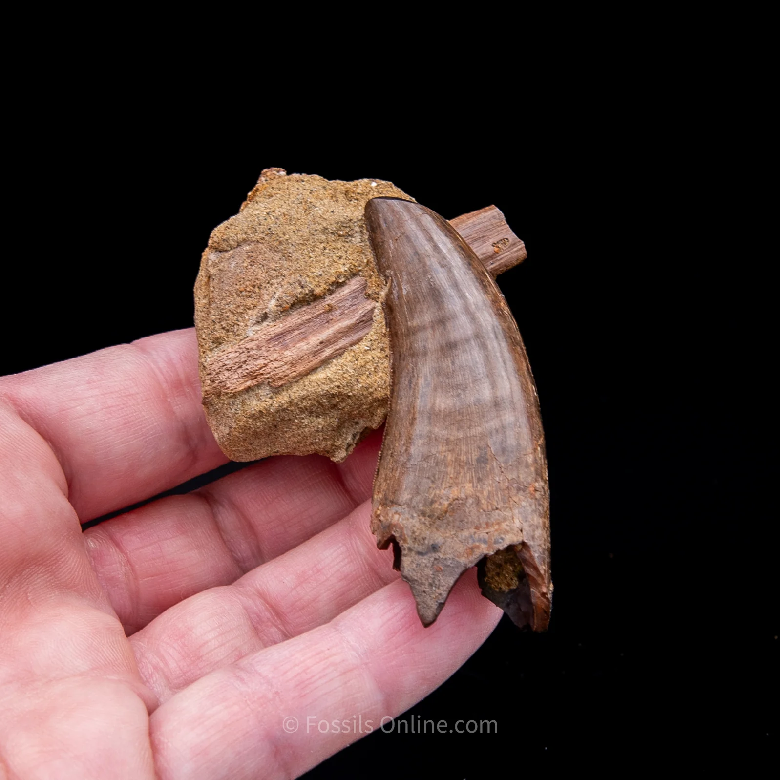 Genuine Serrated Tyrannosaur Tooth in Matrix  2.41" - Image 5
