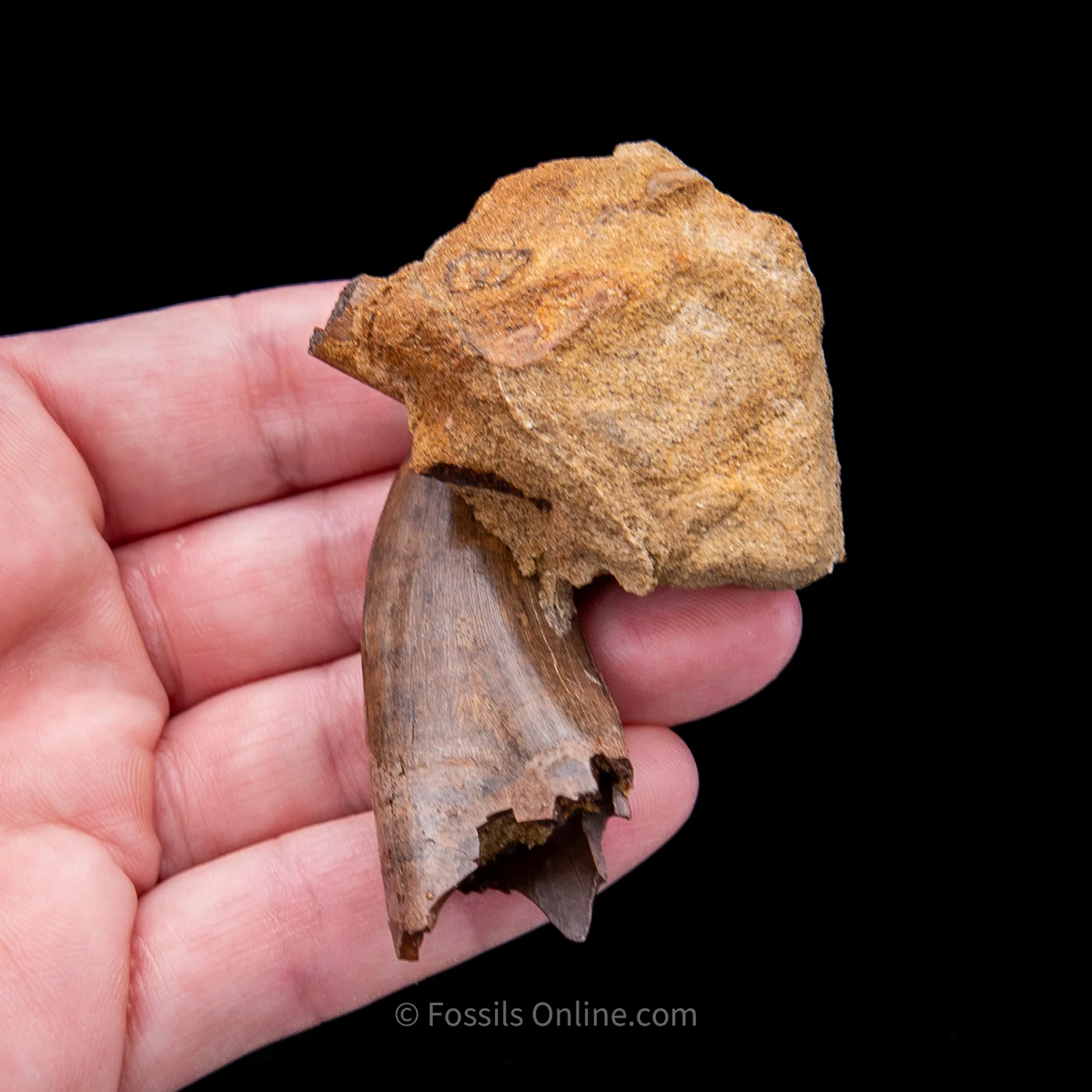 Genuine Serrated Tyrannosaur Tooth in Matrix  2.41" - Image 6