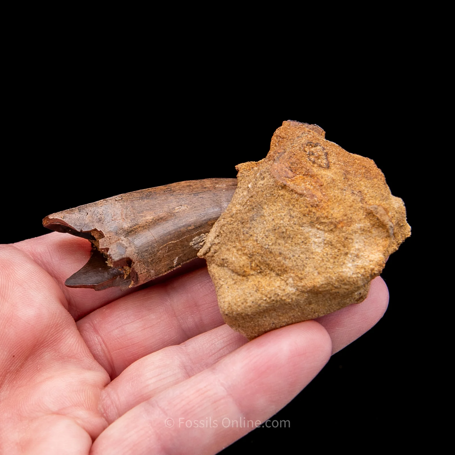 Genuine Serrated Tyrannosaur Tooth in Matrix  2.41" - Image 7