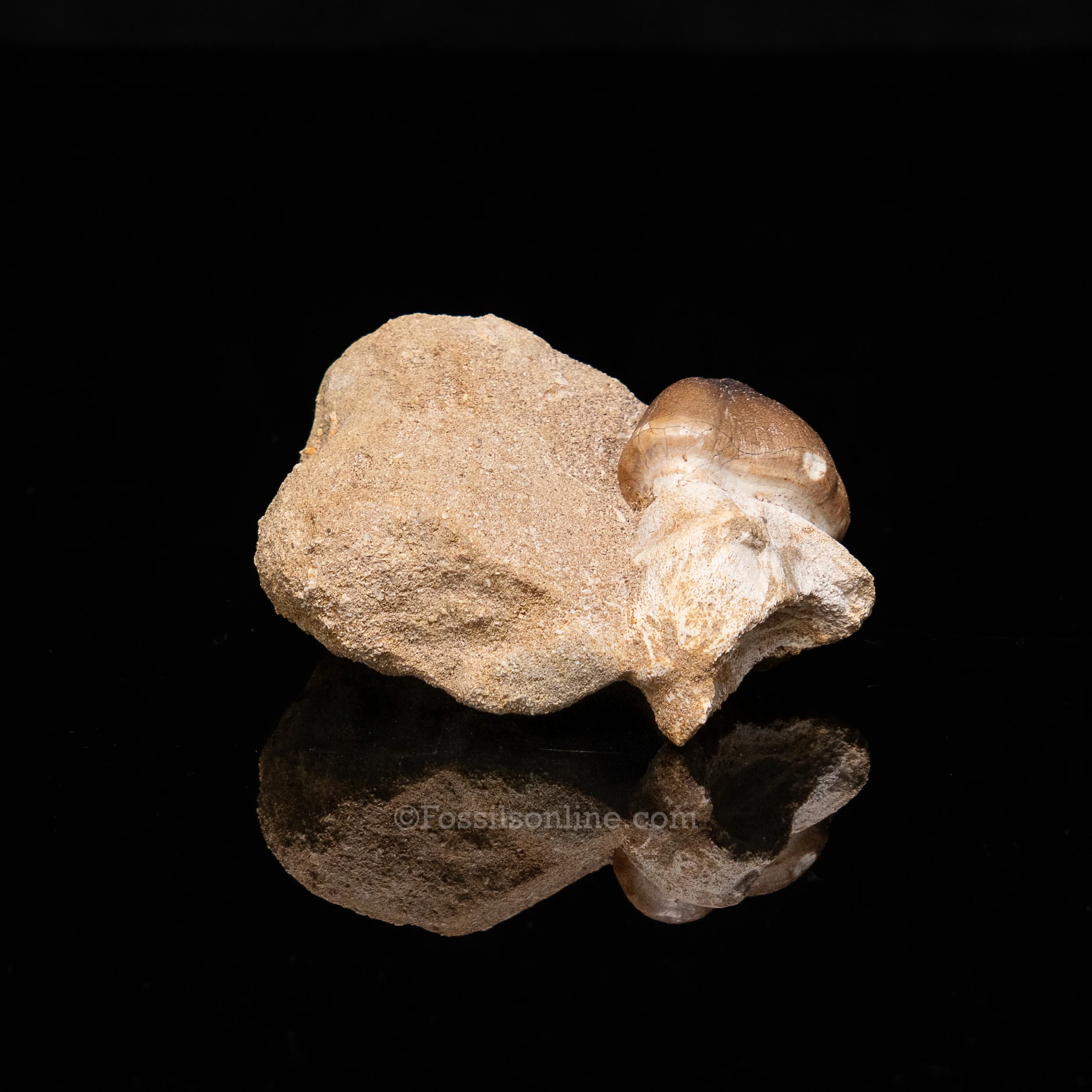 Globidens Tooth in Matrix - Image 3