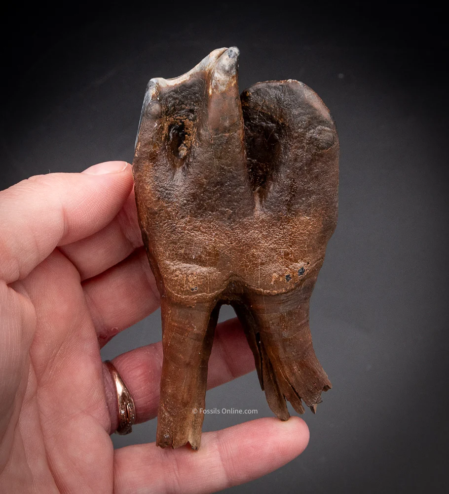 Great Woolly Rhino Tooth w/ Roots - Image 3