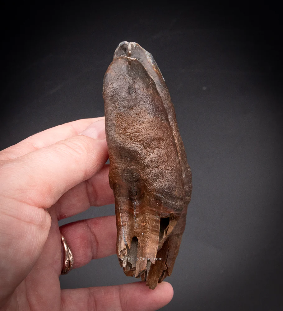 Great Woolly Rhino Tooth w/ Roots - Image 4